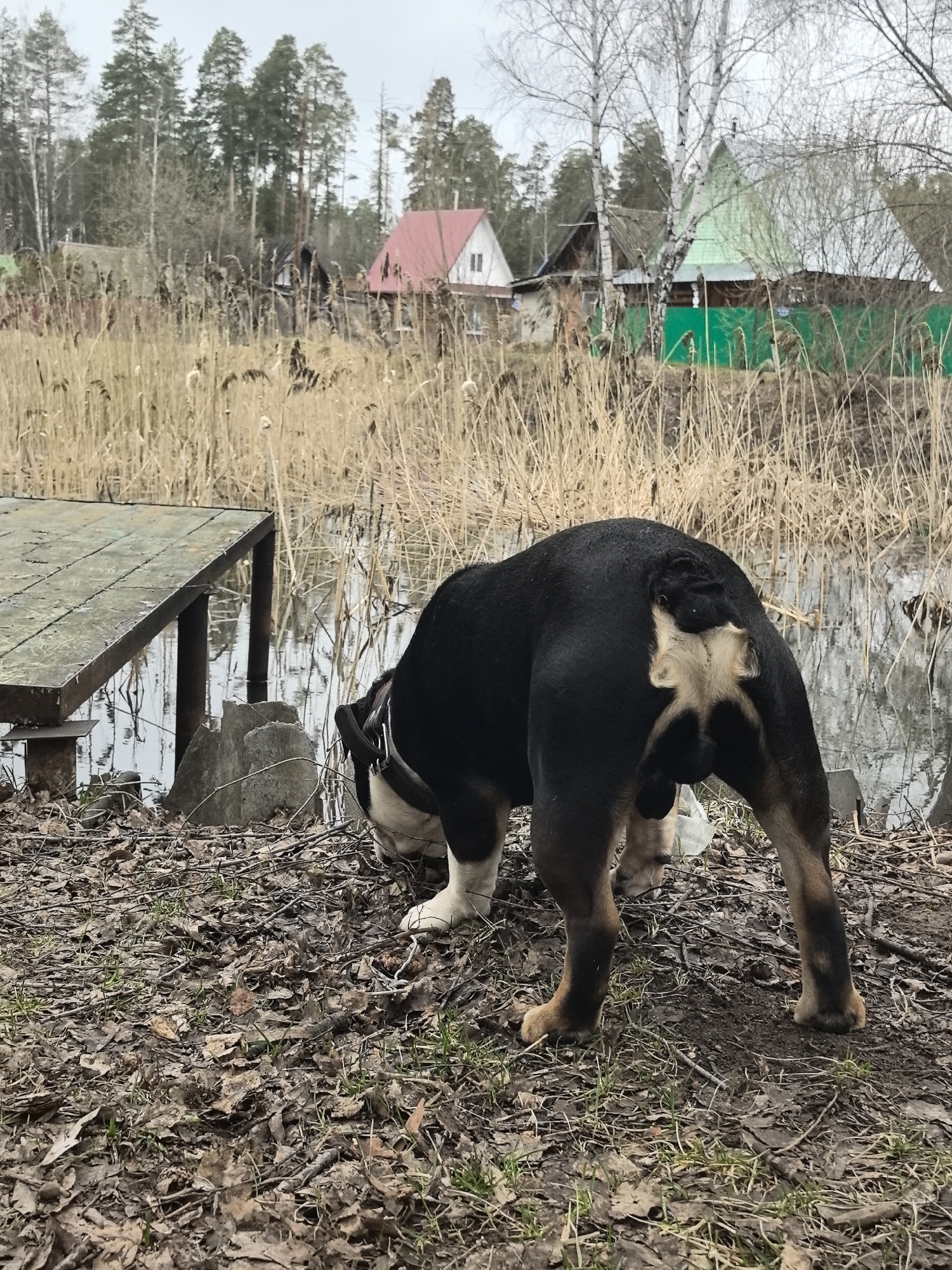 An outdoor, eye-level photograph captures a large, sturdy dog from behind, its head lowered towards the ground or water's edge. The dog, predominantly black with tan and white markings, has a distinctive light-colored patch on its rear. It stands on dry, leaf-covered ground mixed with twigs and sparse green sprouts, adjacent to a still body of water, likely a pond or lake. A white plastic bag is visible near the dog's front legs.
To the left, an old, weathered wooden pier or dock with dark metal supports extends over the water. The water's surface reflects the overcast sky. The middle ground is dominated by dense, dry reeds or cattails that line the water and stretch towards the background, partially obscuring a few rustic houses. One house features a prominent red roof, while another has a green roof and is fronted by a bright green fence.
The horizon is marked by a mix of tall pine trees and bare deciduous trees, including slender white birches, characteristic of a Northern European landscape. The sky is uniformly gray and overcast, suggesting a cool, cloudy day in early spring or late autumn. The overall atmosphere is calm and natural, with the dog seemingly exploring its surroundings. No visible text is present in the image. The setting is consistent with a rural area in Noviy, Russia.