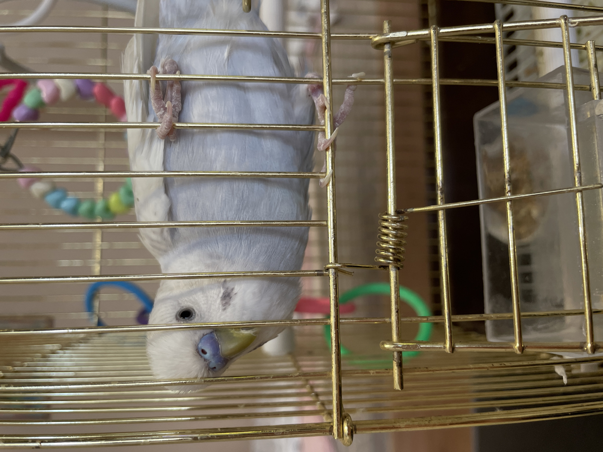 A light blue and white budgerigar is hanging upside down inside a gold-colored metal birdcage. Its feet are gripping the cage bars. The bird's head is tilted to the side, and it is looking downward with one eye visible. A toy made of colorful beads and a green ring are also visible inside the cage. The background is blurred. There is no evidence to place this scene in Chaikovsky, Russia.