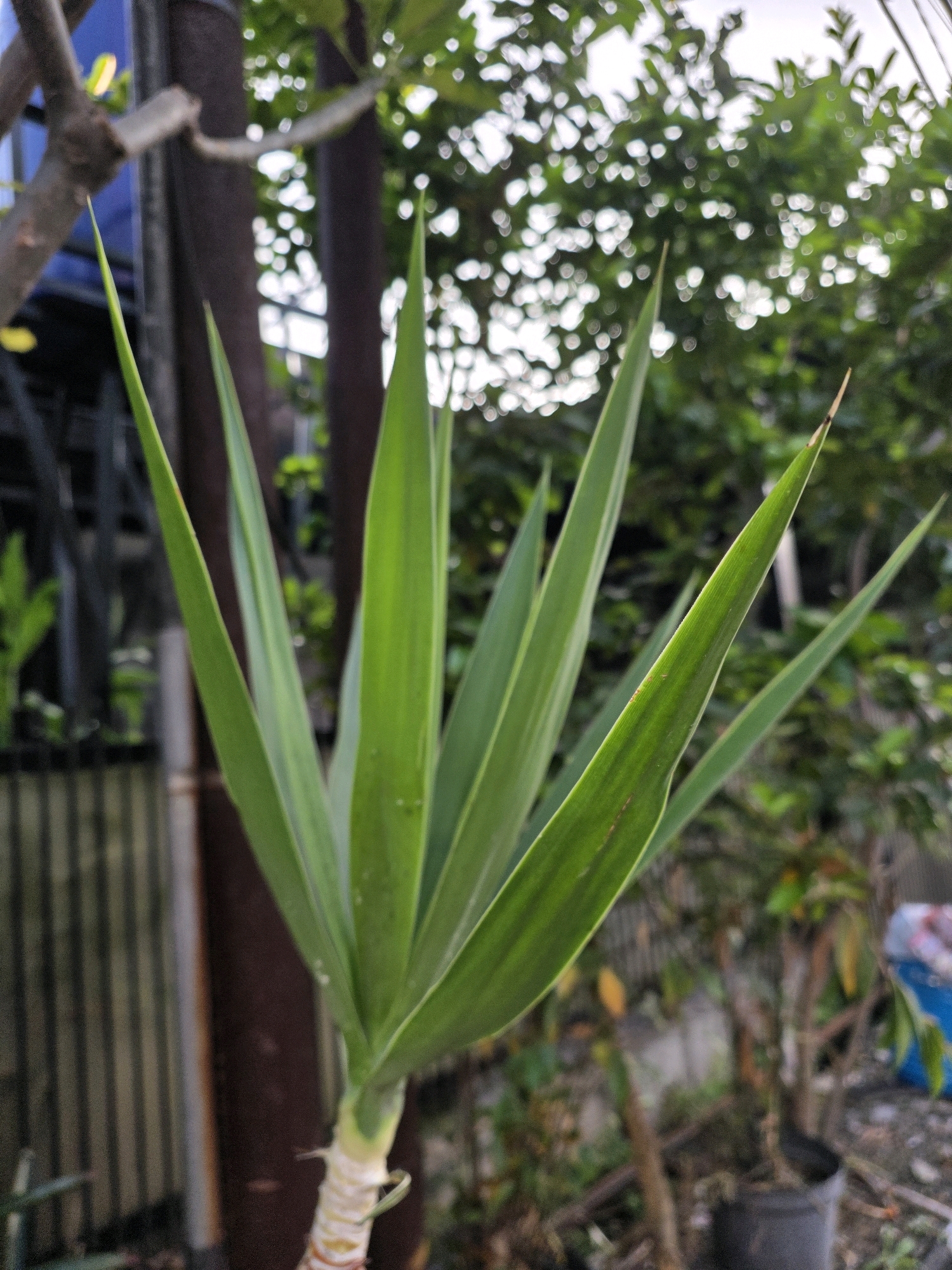 A close-up, low-angle shot focuses on the sharp, vibrant green leaves of a plant, possibly a Yucca, against a softly blurred background of trees and foliage. The plant's thick, fibrous stem is visible at the bottom, transitioning into a cluster of long, pointed leaves that fan outwards. The lighting suggests an overcast day, casting a soft, diffused light on the subject. In the background, a dark, vertical pole and a striped fence can be seen, partially obscured by the plant. The bokeh effect on the distant trees creates a dreamy, atmospheric quality. The image appears to have been taken outdoors in a garden or yard setting, consistent with a residential area in Bojongsoang, Indonesia, where such plants are common. There are no people or animals in the frame, and the focus is entirely on the botanical subject.