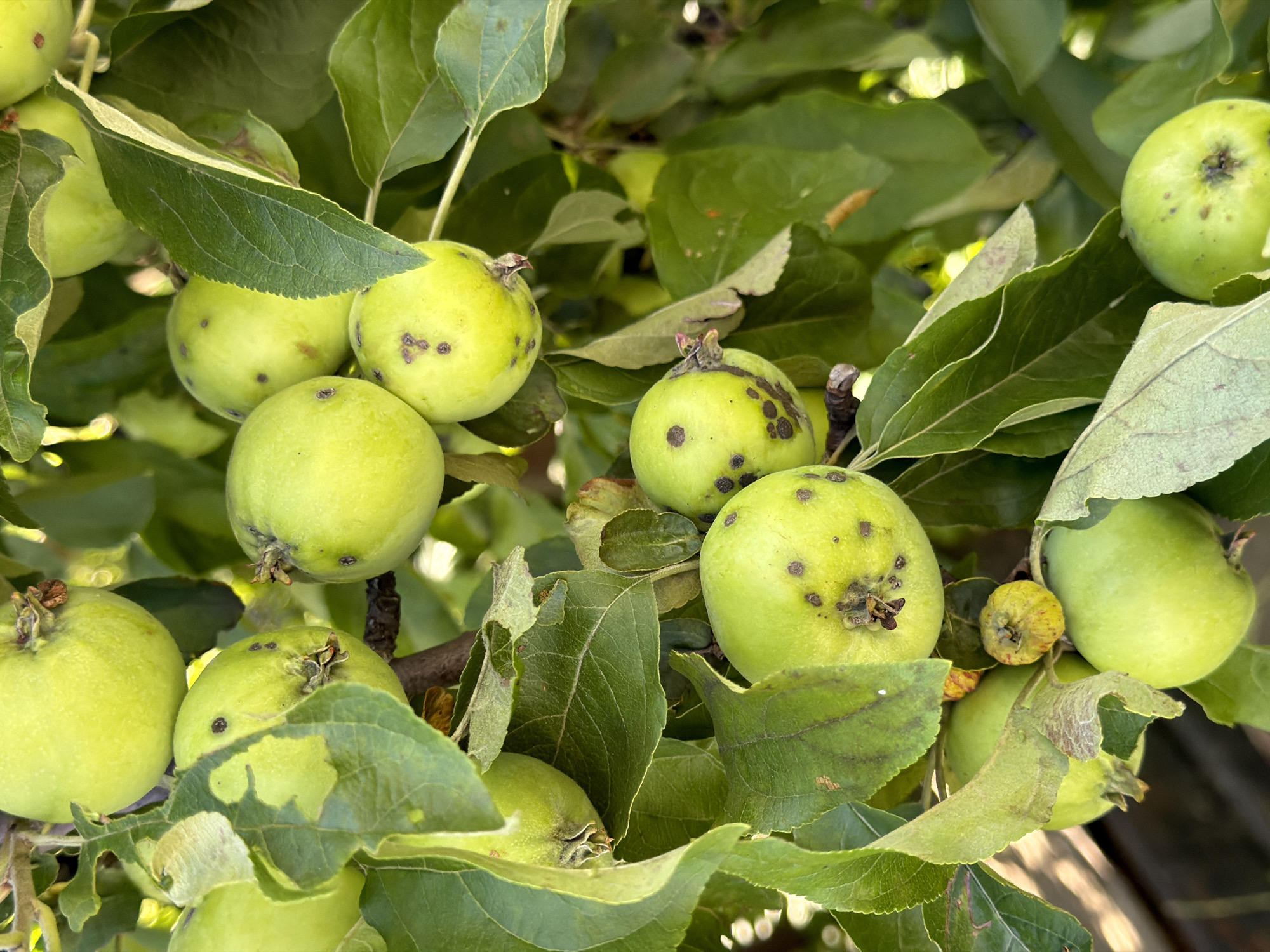 The image shows a cluster of unripe green apples hanging from a tree branch, with some apples showing dark spots indicative of disease or insect damage. The apples are a bright, light green color, and some have visible stems and calyx ends. The leaves are also green and appear healthy, though some show signs of minor damage or browning along the edges. The lighting suggests it is daytime, with sunlight filtering through the leaves and creating highlights on the apples. The overall scene is of an orchard or a tree in a garden setting. The location is in the village of Yagul, Russia, and the image depicts a natural environment. There are no people or animals visible in the image, and the focus is entirely on the apples and the foliage of the tree.