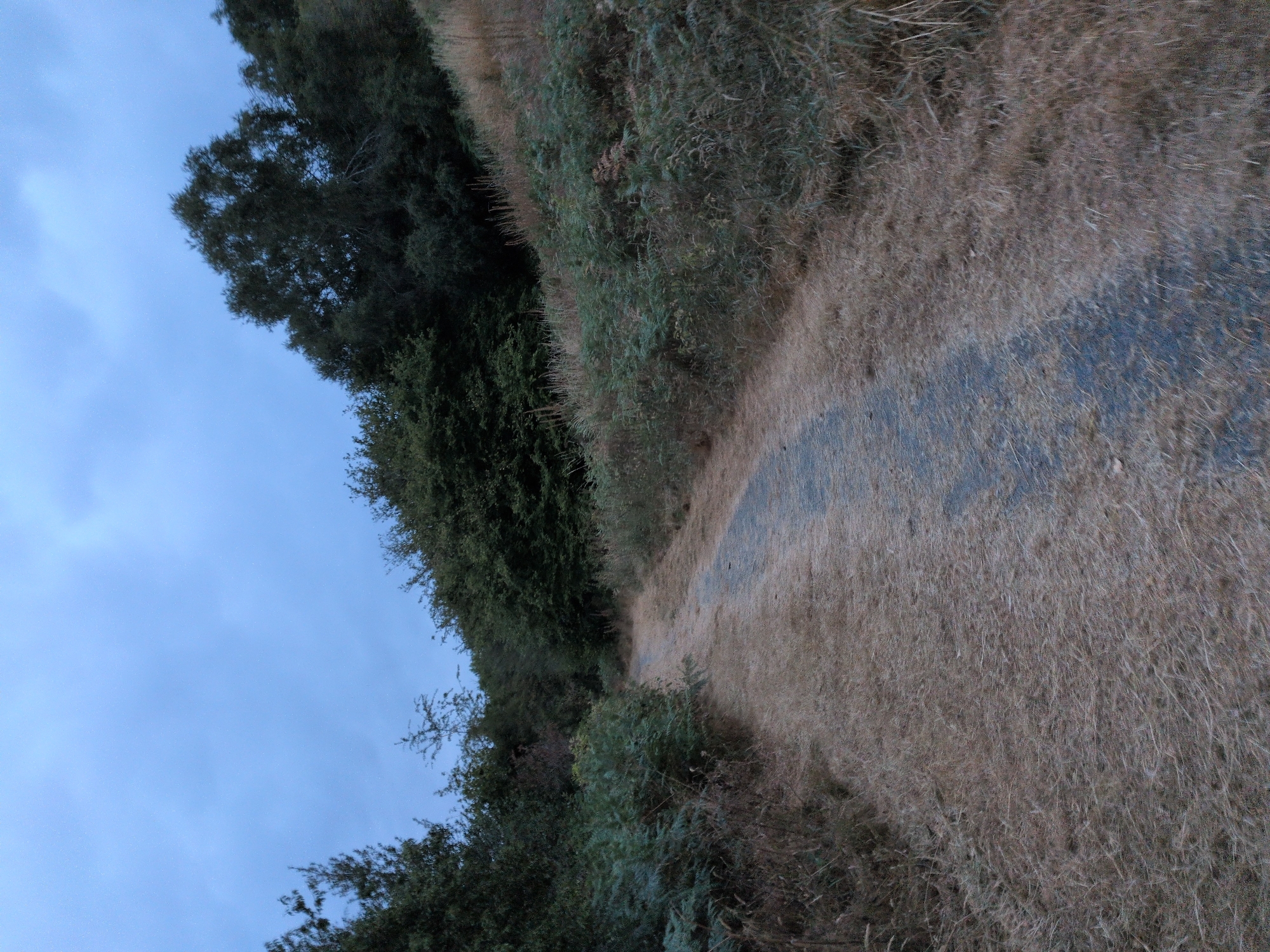 The image depicts a gravel path winding through a landscape dominated by dry, brown grass and dense green foliage, likely bracken or ferns, on either side. The path itself appears to be made of small, dark grey stones and is slightly wet or shadowed, giving it a darker hue than the surrounding vegetation. In the background, a line of trees forms a dark, dense border against a pale, overcast sky. The overall impression is one of a natural, perhaps rural or parkland setting, likely on a cloudy day. Without specific landmarks or context provided by the image itself, pinpointing the exact location within Dawley, United Kingdom, is not possible.