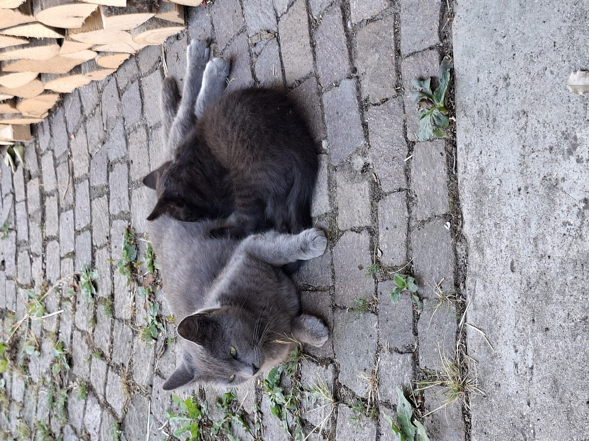 Two cats, an adult and a kitten, are lying on a paved walkway in Klettgau, Germany. The adult cat, a grey tabby, is lying on its side with its head turned to the left. The kitten, a dark grey or black tabby, is nestled against the adult cat's belly, appearing to nurse. The walkway is made of rough, grey cobblestones with patches of green weeds growing in the cracks. To the right of the cats, a stack of cut firewood is piled against a wall. The lighting suggests it is daytime, with a slight shadow cast by the firewood.