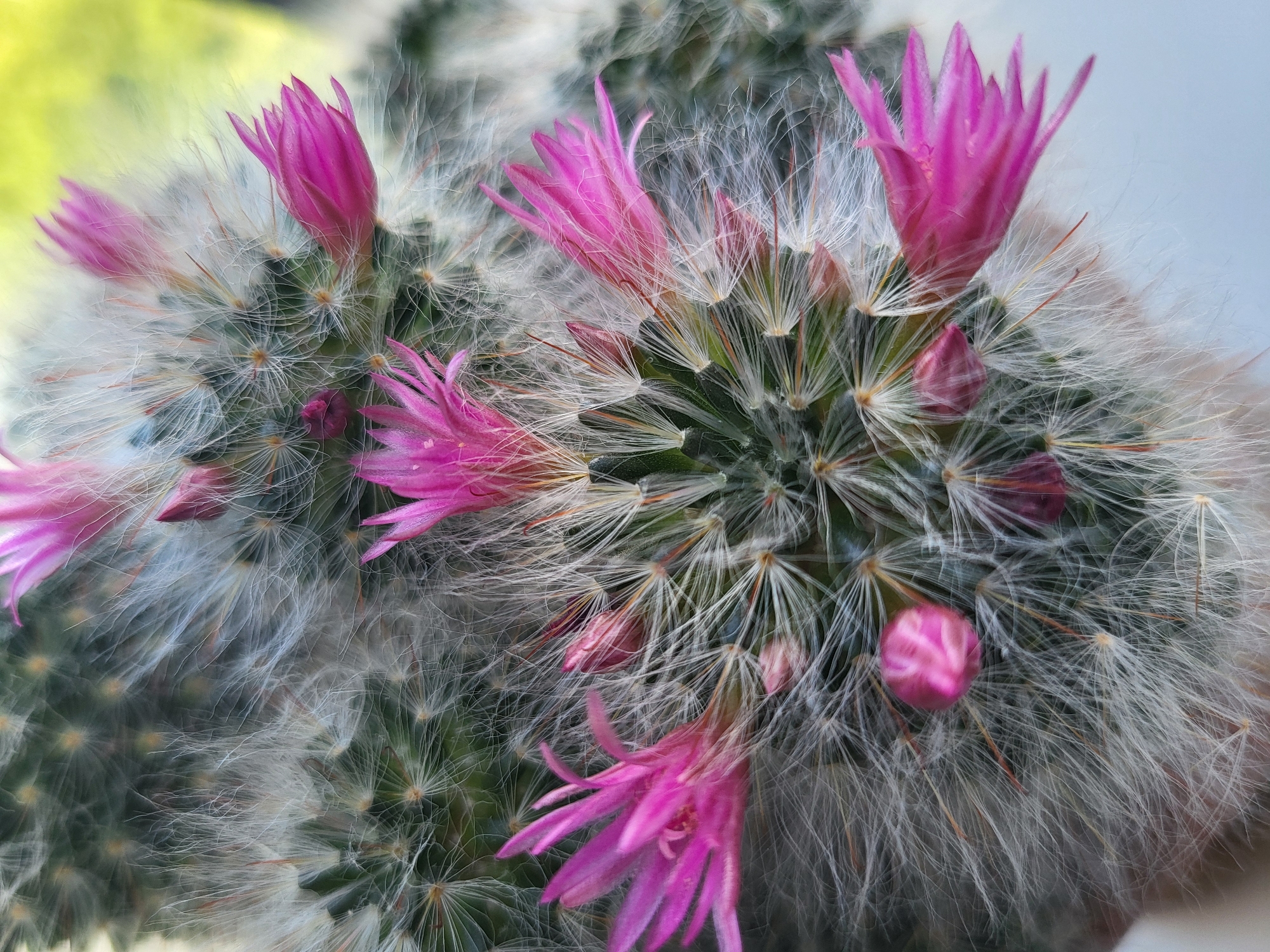 A close-up, top-down shot focuses on a cluster of blooming cacti with vibrant pink flowers. The cacti are covered in a dense layer of fine, white, hair-like spines, with some spines appearing reddish-brown. Several pink flowers, some fully open and others in bud, emerge from the top of the cacti. The background is blurred, showing hints of green foliage and a light yellow hue, suggesting an outdoor setting. The image does not depict any identifiable location in Petropavl, Kazakhstan, nor does it contain any people, actions, or interactions.