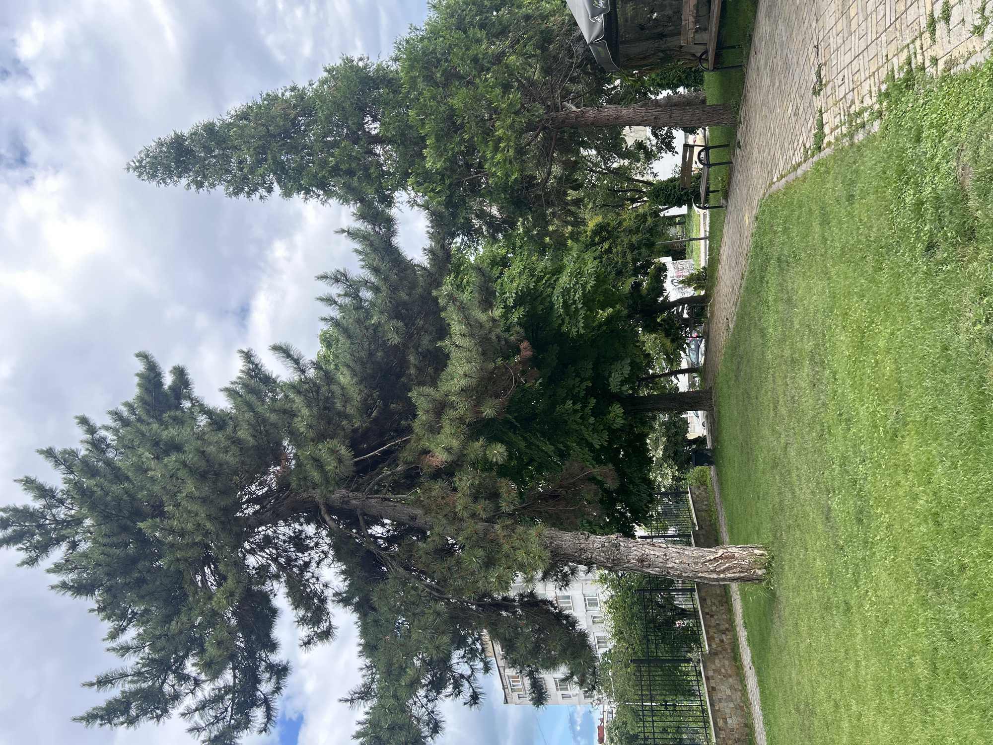 The image depicts a park area in Varna, Bulgaria, with a paved walkway curving to the right. Two wooden benches with black metal frames are visible along the walkway, one partially obscured by a tree. Lush green grass covers the foreground and extends around the walkway. Several trees are prominent in the scene, including a large pine tree with dense foliage in the left mid-ground and a tall, slender evergreen tree to its right. In the background, a multi-story building with a light-colored facade stands behind a black metal fence and a stone wall. The sky is overcast with visible clouds. No people or specific actions are depicted in the image.