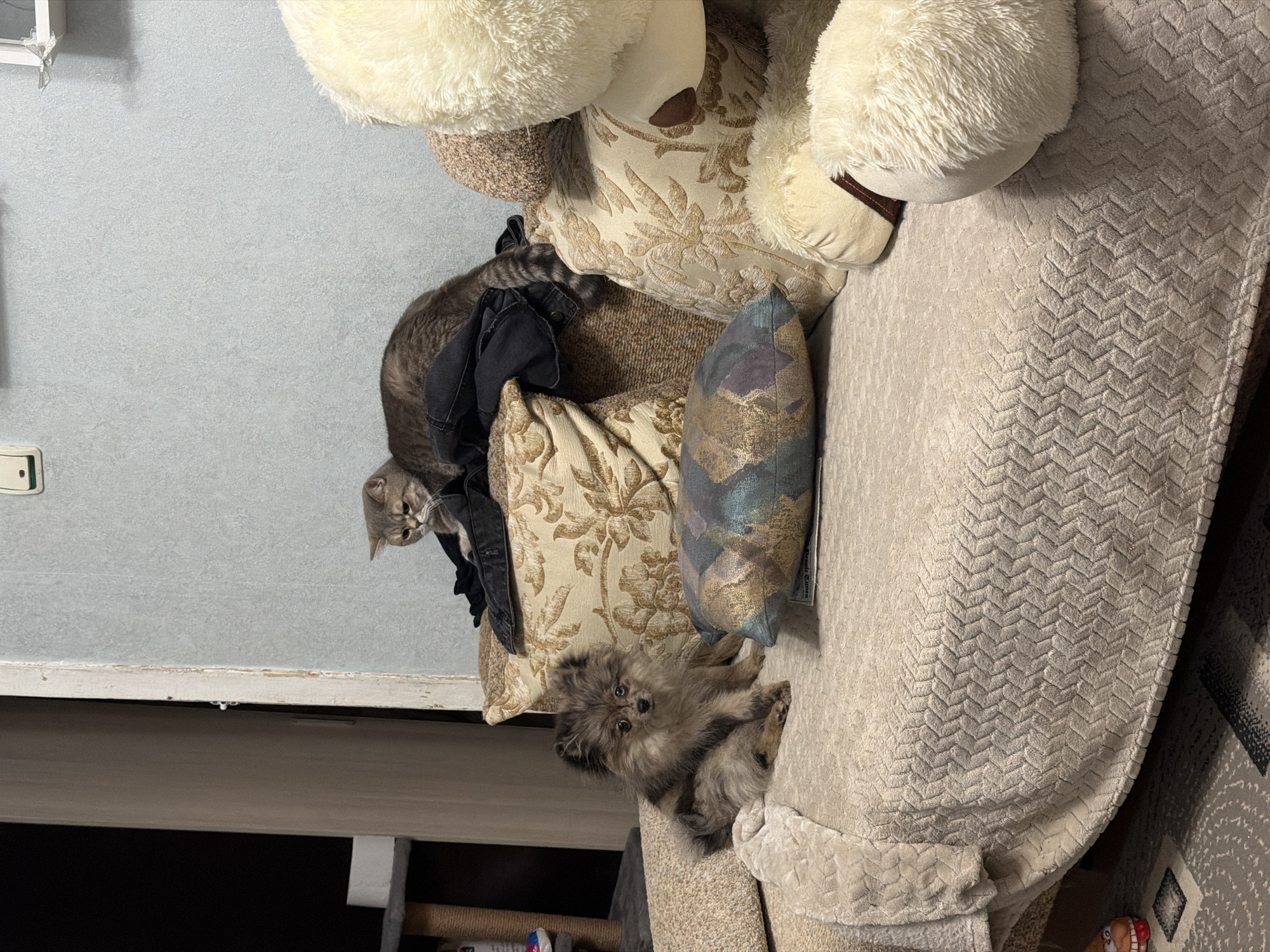 A small Pomeranian dog sits on a couch, looking at the camera. Behind the dog, a grey tabby cat is perched on a pile of clothes on a patterned cushion. The couch is covered with a beige textured throw blanket, and several plush pillows are scattered around. The background shows a light blue wall and a doorway. The scene appears to be indoors, likely a living room. The origin of the image is Chaikovsky, Russia.