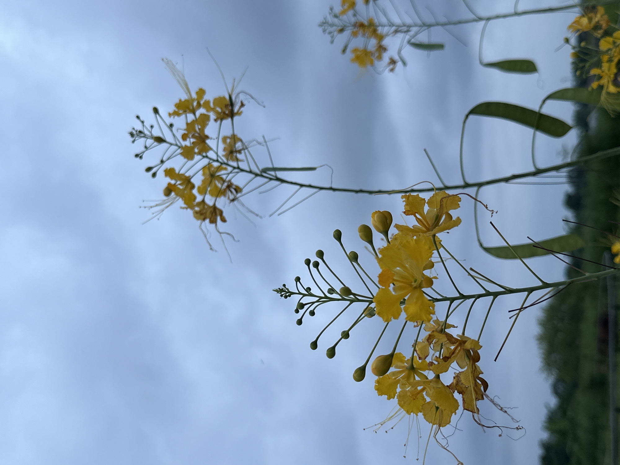 The image captures a vibrant close-up of bright yellow flowers and buds against an overcast, light blue-gray sky. The scene is likely set in Davao City, Philippines, given the provided context.
The primary subjects are clusters of yellow flowers and their spherical buds, belonging to a plant species resembling *Caesalpinia pulcherrima* (Peacock Flower or Dwarf Poinciana), which is characteristic of tropical climates. The flowers feature five distinct petals and prominent long stamens, giving them a delicate appearance. They are arranged on slender green stems, with several unopened buds visible, indicating ongoing bloom.
In the foreground, a large cluster of these yellow flowers and buds dominates the right side of the frame, extending from the top-right corner downwards. Another, more distant cluster of similar flowers and bare stems is visible in the upper-left portion, appearing slightly out of focus. A few elongated green seed pods or developing leaves can be faintly seen amidst the stems.
The background is dominated by the softly diffused light of the overcast sky, which appears mostly clear but with subtle cloud patterns, suggesting a cloudy day without direct sunlight, possibly early morning or late afternoon. To the far right, blurred dark green foliage, likely trees or dense bushes, indicates a natural or garden setting beyond the immediate plant. There is no visible text or explicit activity, presenting a static, serene natural scene.