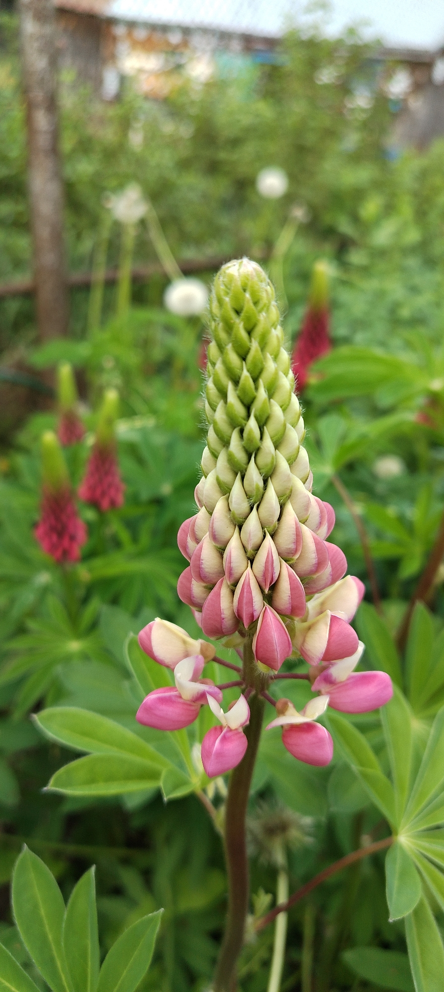 A close-up, full shot captures a lupine flower in bloom against a backdrop of green foliage and blurry background elements. The flower stalk is brown, supporting the flower head. The flower head transitions from a light green bud-like structure at the top, to partially opened pink and white flowers towards the base. Additional lupines in various stages of bloom, along with other green plants, fill the blurred background. In the very distant background, blurred elements suggest a building and possibly other vegetation. The image was taken in Зипуново, Russia.