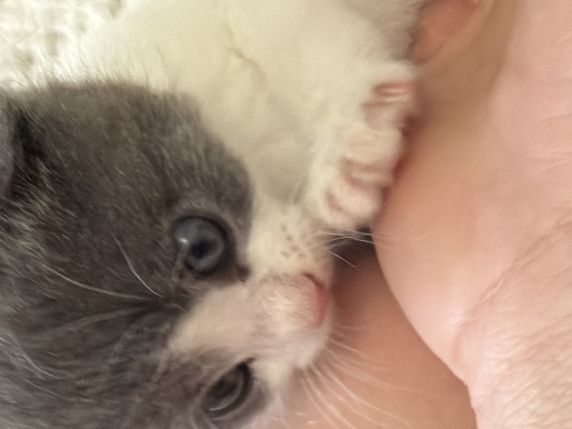 A close-up, partially out-of-focus image shows a kitten resting in a person's hand. The kitten has a gray and white coat. One of the kitten's eyes is visible, and it is blue. The kitten's pink nose is visible, and its whiskers are thin and white. Part of the person's hand is visible and appears light pink. The background appears to be a fluffy, light-colored material. There is no evidence of location.