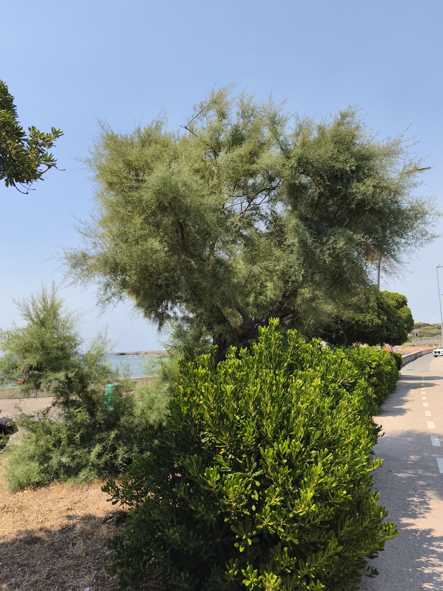 A low-angle, full shot captures a verdant scene by the sea, likely in Livorno, Italy. In the foreground, a dense, dark green shrub borders a paved walkway on the right. The walkway, marked with white dashed lines, curves gently away from the viewer. Behind the shrub, a large, gnarled tree with fine, feathery green foliage dominates the center of the frame, its branches spreading wide. To the left of this tree, a smaller, conical evergreen tree stands. In the distance, the blue sea is visible, with a breakwater or jetty extending into it. The sky is clear and bright blue. The overall impression is one of a well-maintained coastal area with lush vegetation.