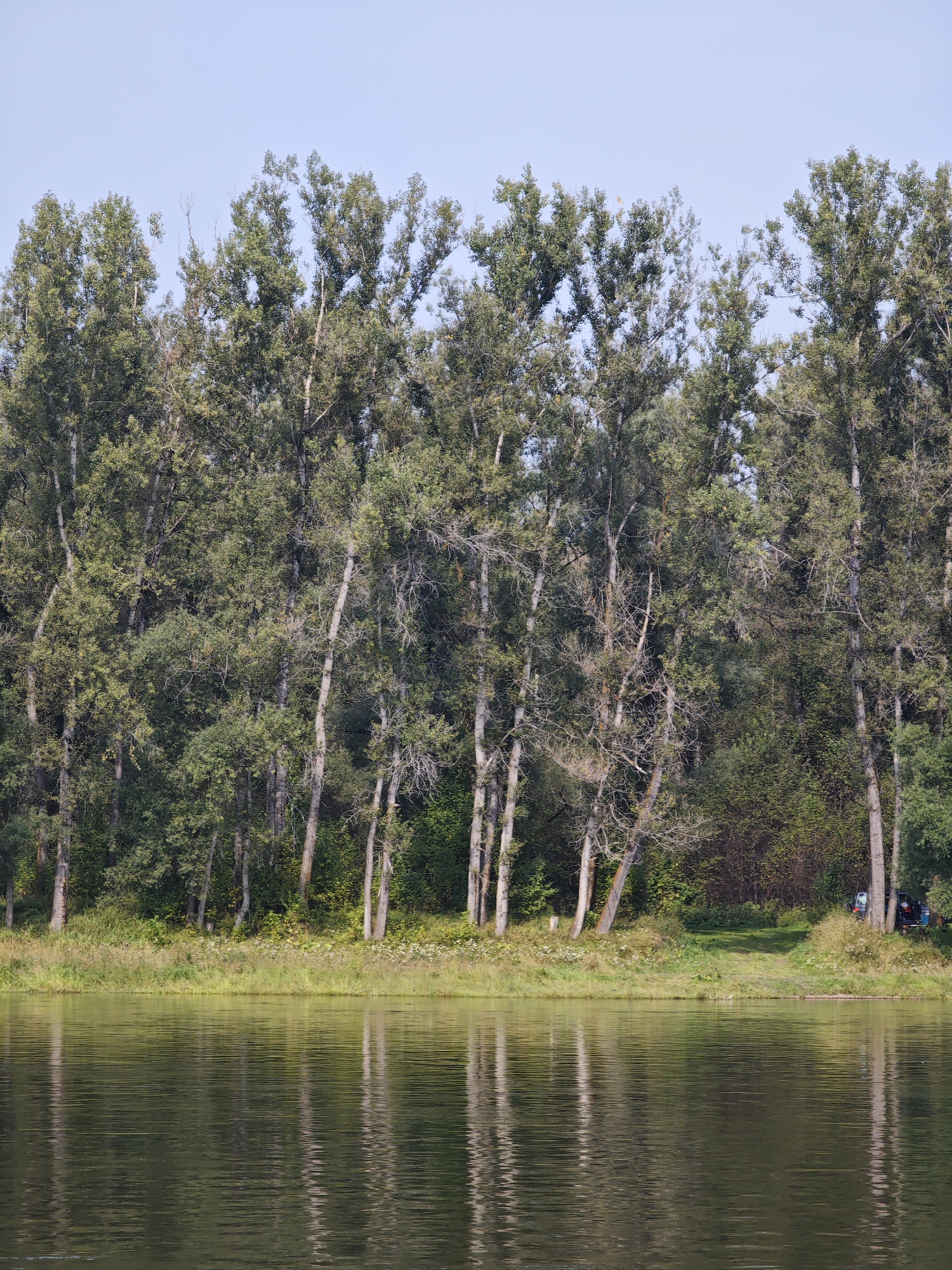 A wide shot of a calm river with reflections of trees and a clear sky. The riverbank is lined with a dense forest of tall, slender trees. The forest floor is covered in green grass and some scattered white wildflowers. In the distance, on the right side of the image, two vehicles are parked near the edge of the forest. The sky is a pale blue and cloudless. The image captures a serene natural landscape. The location is the city of Kononovo, Russia.