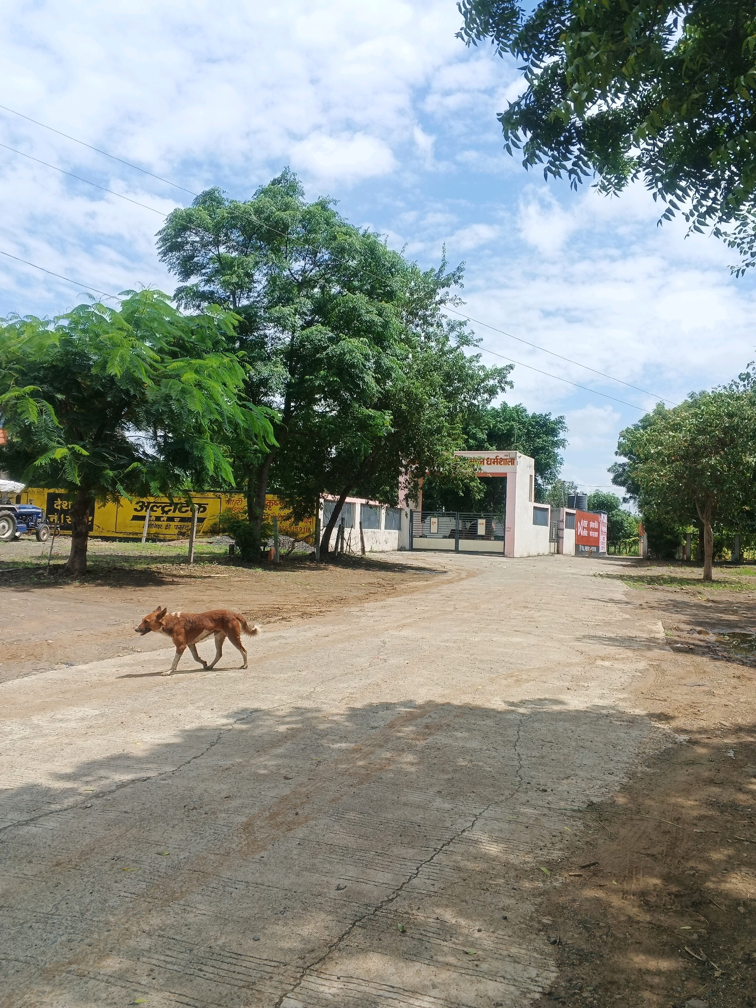 A medium-shot photograph captures a brown dog walking from left to right on a dirt and paved road. The dog, with light brown fur and white markings on its chest and tail, is in mid-stride. The road is partially paved with concrete and partially dirt, with shadows from overhead trees cast across it. In the background, a building with a pink facade and a white gate is visible, with signage in an Indian language. A blue tractor is parked to the left of the frame, behind a yellow wall with writing on it. The sky is blue with scattered white clouds, and lush green trees surround the scene, suggesting an outdoor environment in a rural or semi-rural area. The scene is consistent with the location of Rajoda, India, given the presence of Indian script on signage and the architectural style of the building.