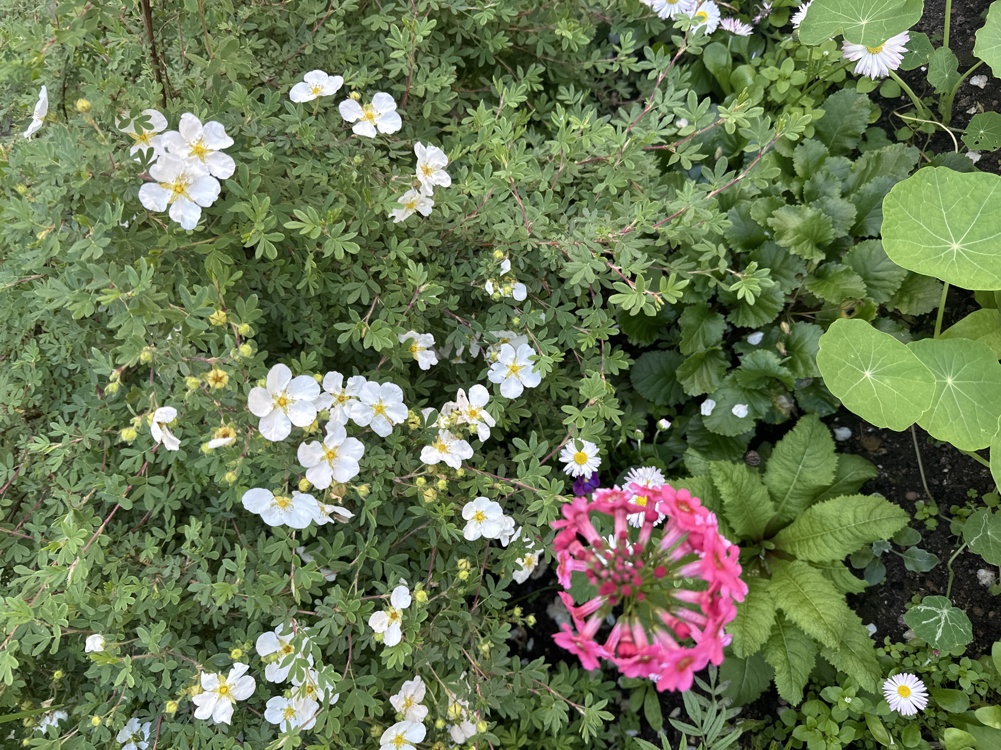 The image depicts a close-up view of a garden bed. In the upper and middle sections, a dense shrub with numerous small white flowers with yellow centers is prominent. The flowers have five petals and are scattered across the green foliage. In the lower left quadrant, a cluster of bright pink, star-shaped flowers is in focus, with textured green leaves forming the base of the plant. To the right of the pink flowers, several small white daisies with yellow centers are visible. The ground beneath the plants is dark soil, with some smaller green plants and leaves scattered throughout. The overall impression is one of a vibrant, well-tended garden. This scene is likely located in a park or private garden within the city of Minsk, Belarus.