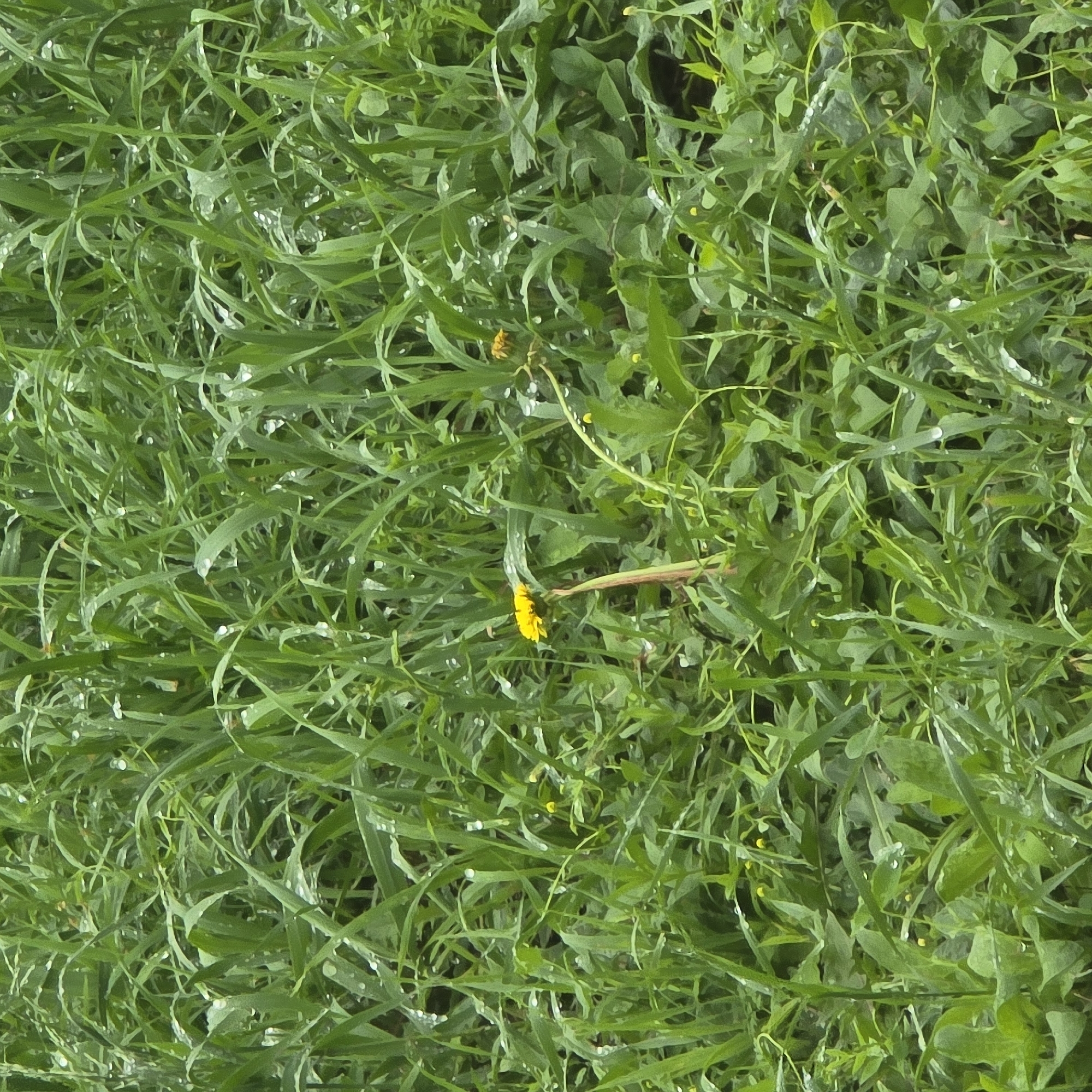A close-up, eye-level view of a dense field of green grass and weeds, with visible water droplets on the foliage. In the center-left of the frame, a single yellow dandelion is in bloom, supported by a thin stem. Another dandelion is partially visible to the right of the main one. The background is a blur of green vegetation, suggesting a natural, outdoor environment. The image appears to be taken in Belokurikha, Russia.