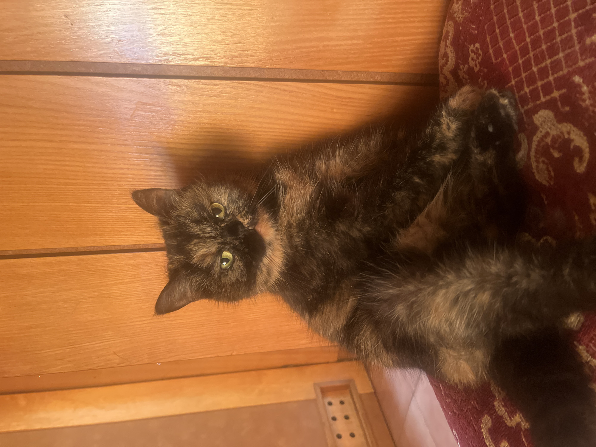 A tortoiseshell cat with green eyes is sitting on a red patterned cushion against a wooden background. The cat is facing the camera with its paws crossed. The wooden background appears to be a wall with vertical planks and a vertical seam. To the left of the cat, there is a wooden structure with two rows of three circular indentations, possibly part of a piece of furniture. The lighting in the image is warm and casts shadows, suggesting indoor lighting or late afternoon sunlight. The scene is a domestic interior. There is no information about the city of Białystok, Poland, in the image or its context.