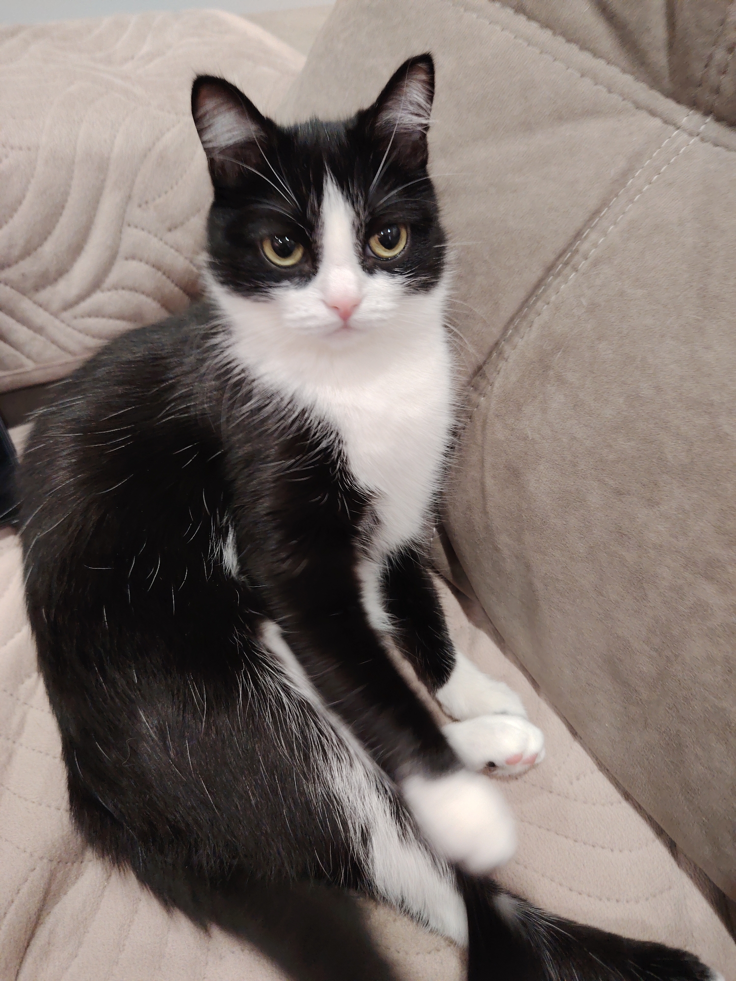 A black and white cat with yellow eyes sits on a beige, fabric-covered couch. The cat faces forward, and its paws are crossed in front of it. The background is the indistinct, padded fabric of the couch. The location is Unknown, Unknown.