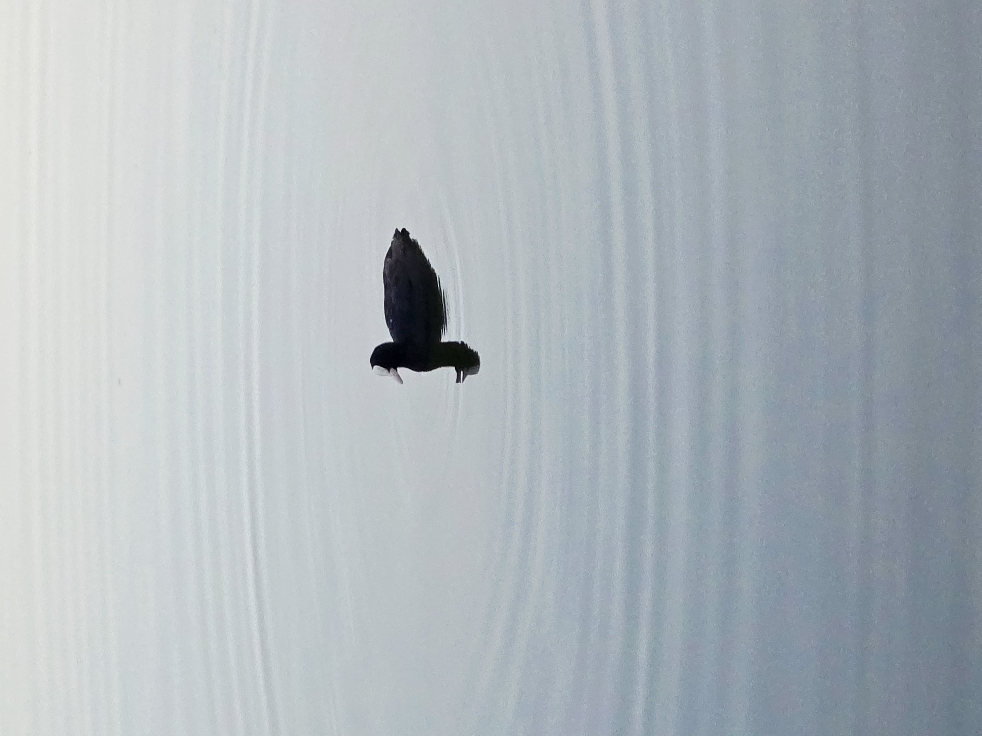 A single coot swims in the calm, rippling water of a body of water. The coot is black with a distinctive white patch on its forehead. Its reflection is visible beneath it. The water is a muted blue-grey, with faint concentric ripples emanating from the bird. The scene is peaceful and serene. The image was taken in Warsaw, Poland.