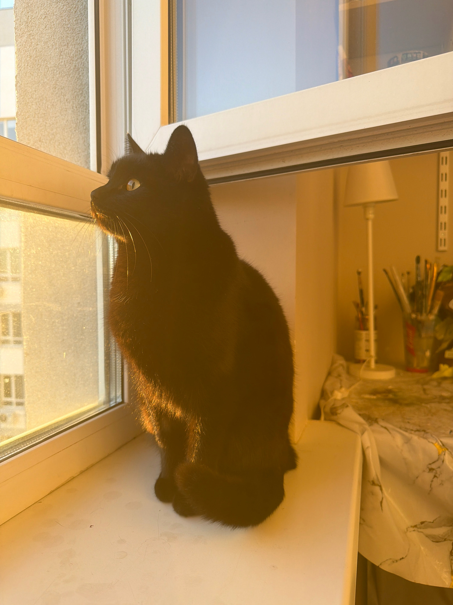 The image shows a black cat sitting on a white windowsill, looking out a window bathed in warm, golden sunlight. The cat is positioned in the center-left of the frame, with its body mostly in shadow except for where the sunlight catches its fur, highlighting its back and side. Its green eyes are visible as it gazes outwards.
Through the window, the blurred outlines of buildings can be seen, suggesting an urban setting. The windowsill itself is white and appears slightly worn, with faint smudges or marks.
To the right of the cat, on the windowsill, is a desk or surface covered with a white cloth that has a marble-like pattern. On this surface, a white lamp with a white lampshade stands, and behind it is a collection of art supplies, including various brushes in a container. The background wall is a warm, neutral color, and on the right side, a white shelf with multiple levels is visible.
There are no people visible in the image. The lighting suggests it is either sunrise or sunset. There is no information to ascertain the specific location within the city of Samara, Russia.