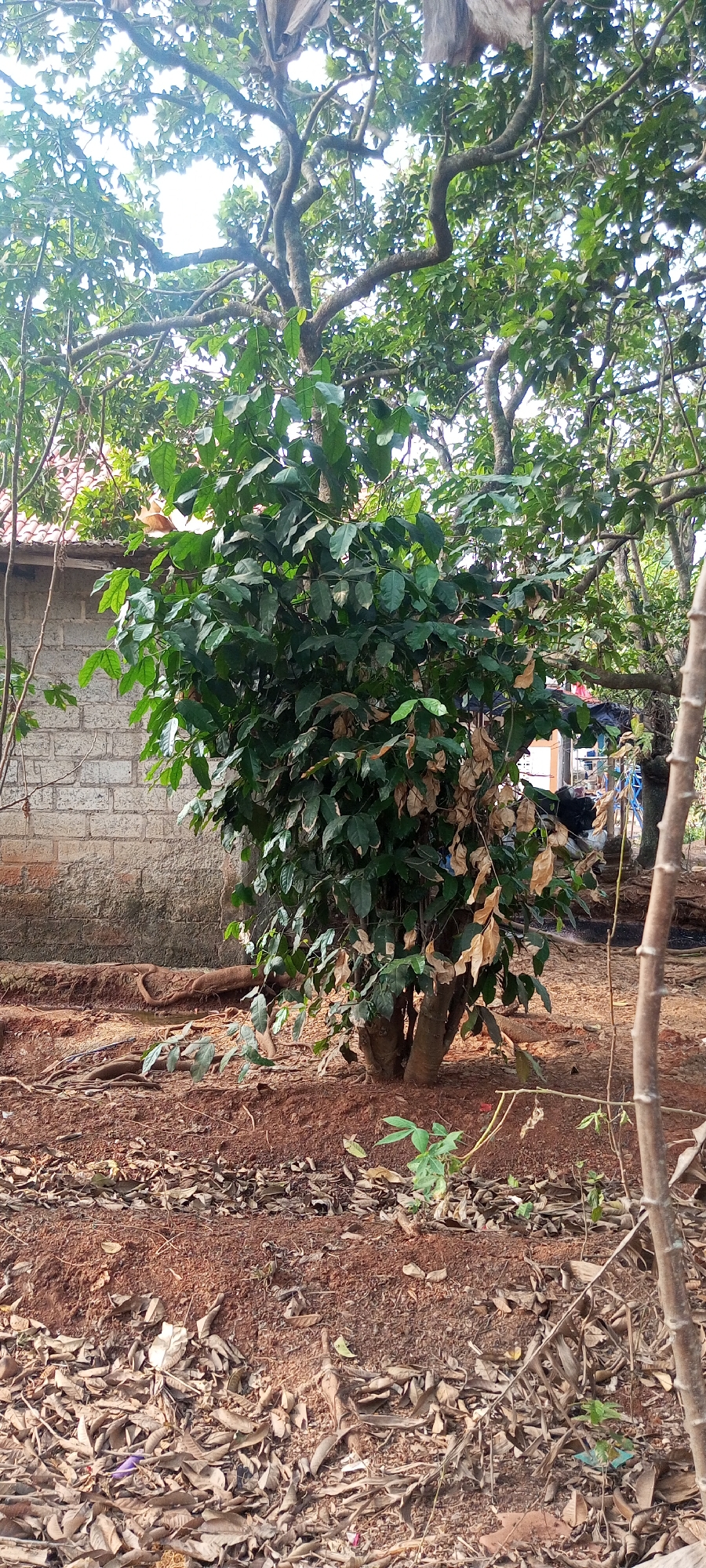 The image depicts an outdoor scene in Taman Rahayu, Indonesia, dominated by a medium-sized tree with dense green foliage and some dried brown leaves. The tree is situated on reddish-brown soil covered with fallen leaves. Behind the tree, a brick wall of a building is visible, with a tiled roof. The environment appears somewhat unkempt, with dry vegetation and debris scattered around. The lighting suggests it is daytime, with sunlight filtering through the tree canopy. There are no visible people in the immediate vicinity of the tree.