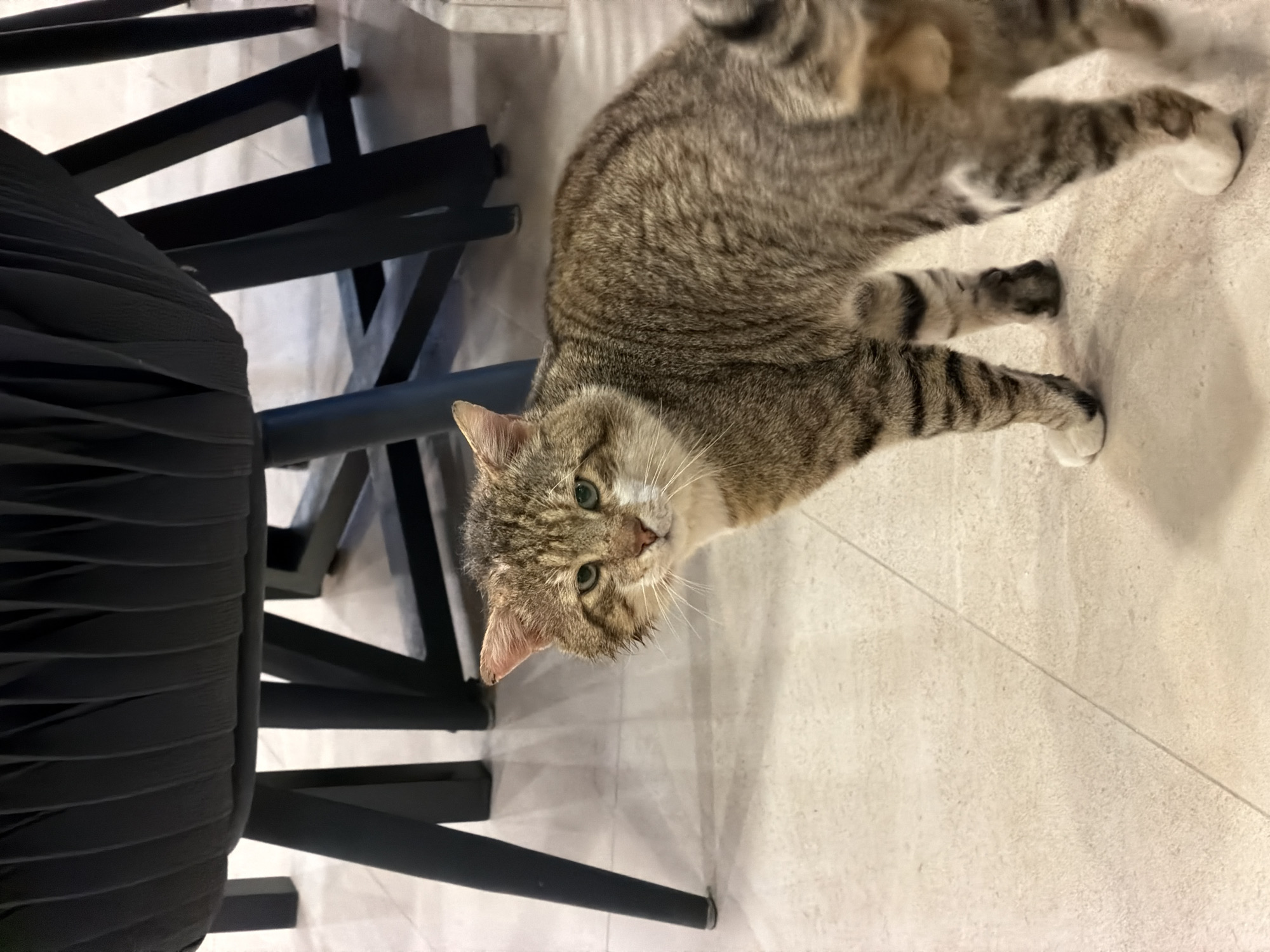 This portrait-oriented image features a domestic tabby cat with a curious expression, looking directly at the camera. The cat has a mix of light brown and gray striped fur, with noticeable white fur on its paws and around its muzzle. Its eyes are a striking greenish-yellow. The cat appears to be lying or stretching on a light beige or off-white tiled floor, which has visible grout lines. To the left, part of a dark-colored chair is visible, featuring a seat and backrest with a ribbed or pleated texture, supported by black metal legs. The setting is indoors, with soft, even lighting. No human subjects are present, and there is no visible text. The scene takes place in Fethiye, Turkey.
