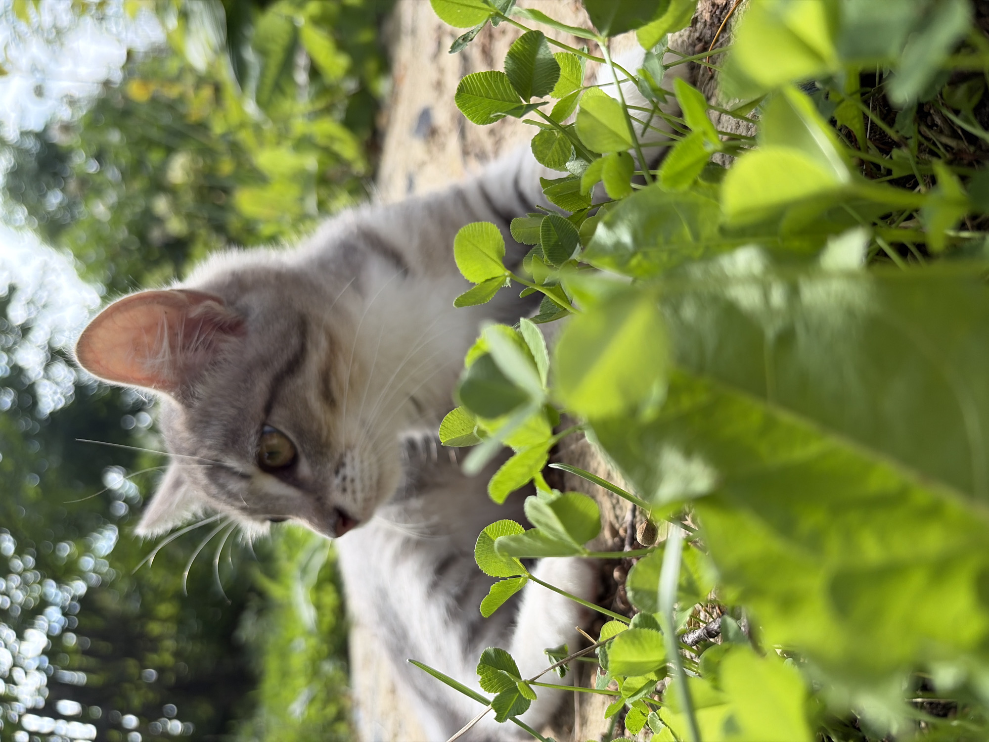 A close-up, low-angle shot captures a tabby kitten lying on the ground in Olkhovka, Russia. The kitten is predominantly grey with darker tabby markings and white fur on its chest and paws. It is looking to the left of the frame with its body mostly obscured by clover in the foreground. The clover is vibrant green and in sharp focus, with some leaves appearing to have four leaflets, though this is not definitively clear. The background is softly blurred, showing more greenery and dappled sunlight filtering through trees. The overall lighting suggests it is daytime, likely outdoors in a natural setting.