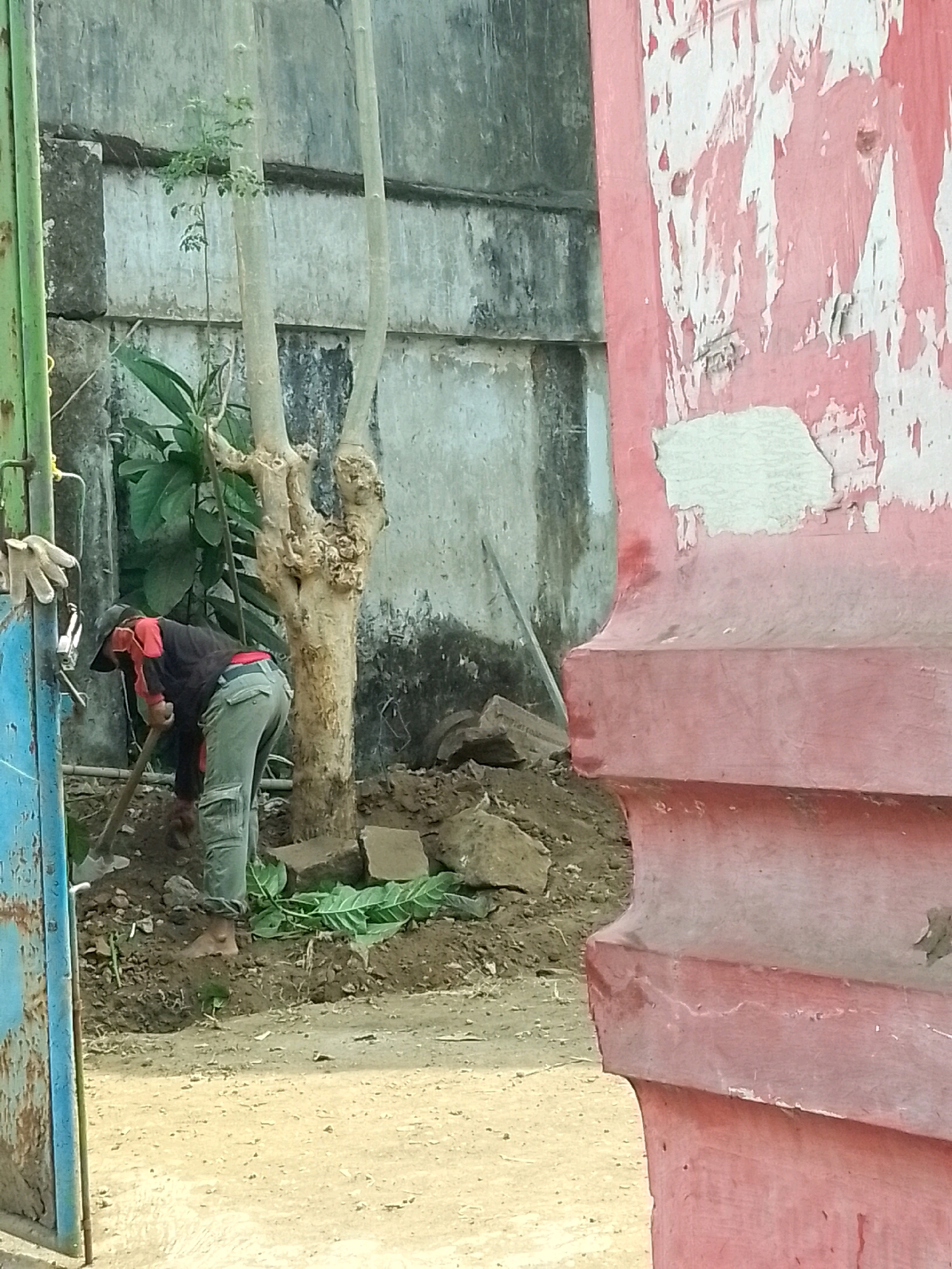 A person wearing a black and red jacket and green pants is digging in the dirt with a shovel. They are wearing a black cap. The scene is outdoors, with a textured concrete wall in the background and a partially visible pink structure on the right. There are some rocks and green leaves on the ground. A green metal gate is on the left side of the image. The ground appears to be a mix of dirt and sand. This scene is likely in Jember, Indonesia, given the commonality of this type of outdoor setting and construction elements in the region.