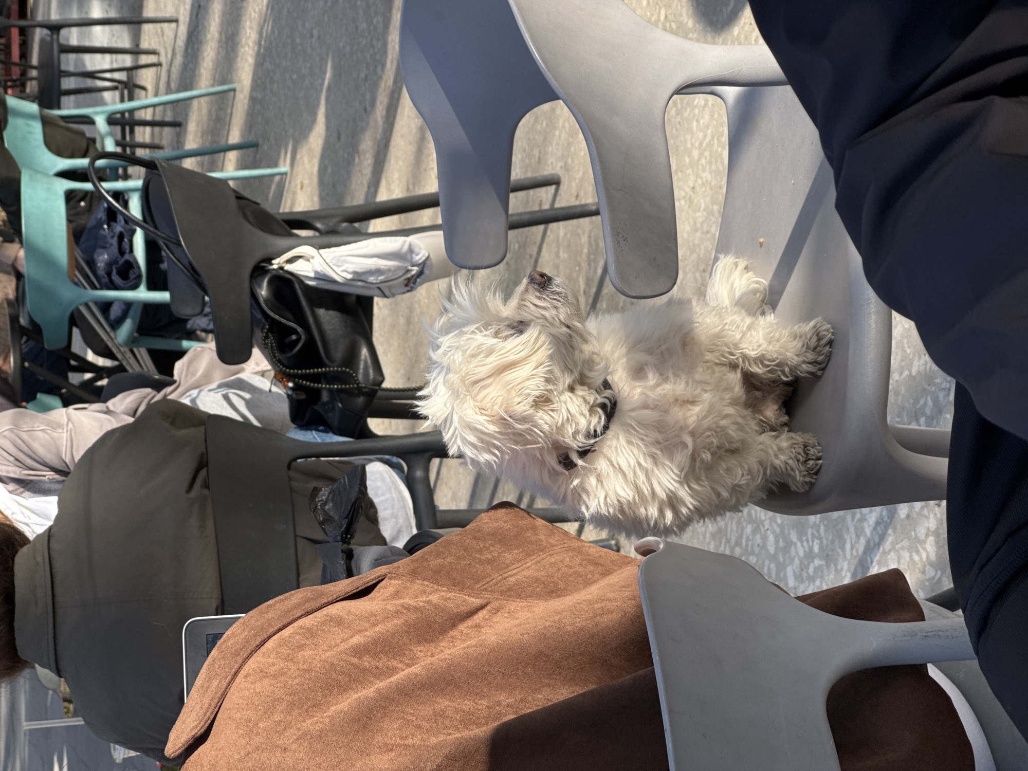 The image captures an overhead view of a relaxed scene in an outdoor setting, likely a café or restaurant patio in Yerevan, Armenia.
The central subject is a small, fluffy white dog, possibly a Maltese or similar breed, comfortably resting on its side on a light grey plastic chair. Its shaggy fur is visible, and it appears to be facing towards the right side of the frame with its head slightly lifted.
In the immediate foreground, a person's leg, clad in dark blue or black trousers, is visible next to another light grey chair. A brown suede-like jacket or coat is draped over a chair or lap in the lower foreground, and a small part of a laptop or tablet screen is peeking out from behind it. Various personal items are scattered across other chairs: a black handbag, a blue bag, and other articles of clothing in white, grey, and black.
The setting appears to be an outdoor seating area. The ground is a light-colored paved surface, possibly concrete with visible aggregate. In the background, several chairs are visible, including stacked teal-colored plastic chairs and other black chairs, suggesting an urban commercial environment or a public space.
The scene is brightly lit by natural sunlight, creating distinct shadows and indicating a clear, sunny day. The overall impression is one of leisure, with the dog accompanying a person enjoying the outdoor ambiance. There is no visible text in the image.