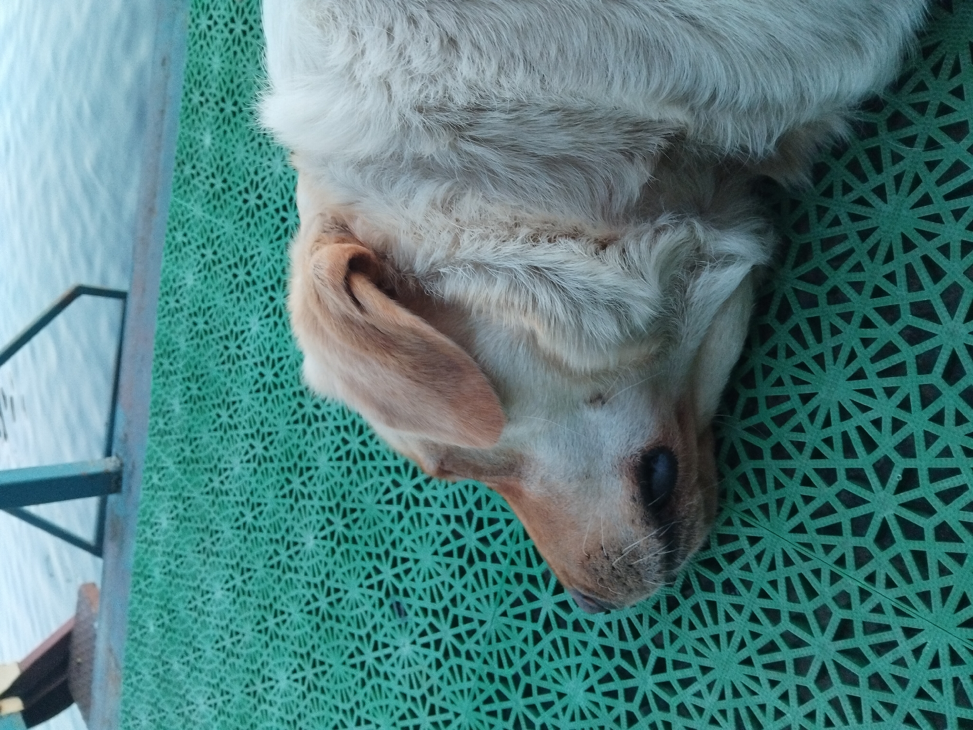 A close-up, high-angle shot shows the side profile of a light-colored Labrador Retriever dog resting on a green, patterned surface. The dog's head is facing left, with its eyes closed and its ears resting against its head. Its fur is thick and appears to be a mix of light brown and white. The green surface appears to be a mat with a geometric pattern of interconnected shapes. In the background, out of focus, is a body of water and a structure that suggests a pier or waterfront area. The lighting is natural, casting soft shadows. The image is taken outdoors, possibly at a park or a waterfront location. The image does not contain any specific information or landmarks that would allow it to be definitively located in Kyiv, Ukraine, or any other specific city.