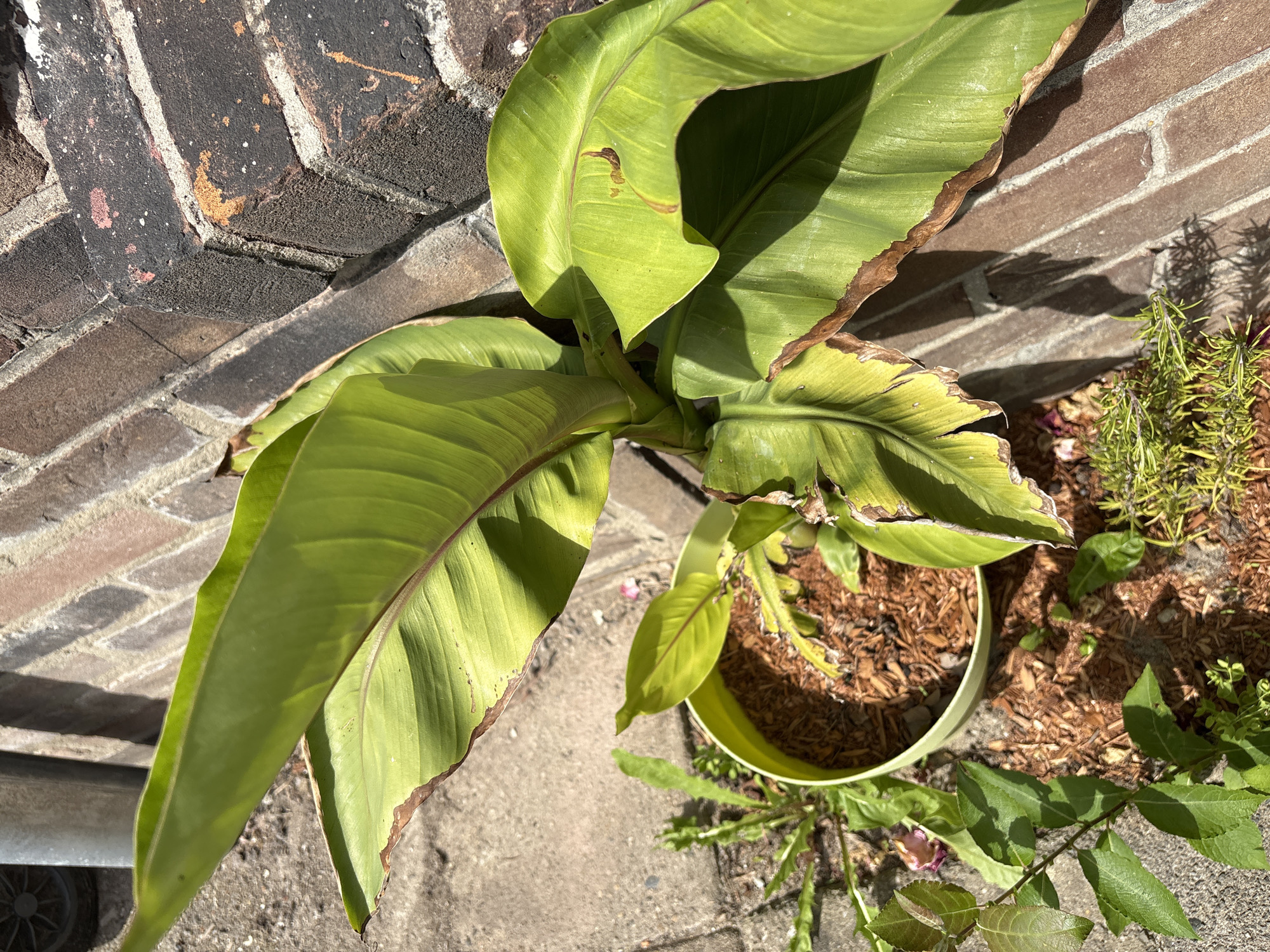 A close-up, high-angle, full-shot photograph captures a potted banana plant with large, vibrant green leaves and some brown, dried leaf edges. The plant is situated in a light green pot filled with brown mulch, placed on a grey concrete patio next to a weathered brick wall. The wall is constructed of dark red and brown bricks with visible white mortar, showing signs of age and some scattered orange and pink paint flecks. Sunlight casts distinct shadows on the wall and patio. In the foreground, to the left of the pot, a small plant with green leaves and a pink flower bud is visible. The overall setting is outdoors in Heerlen, Netherlands, likely a residential or garden area.