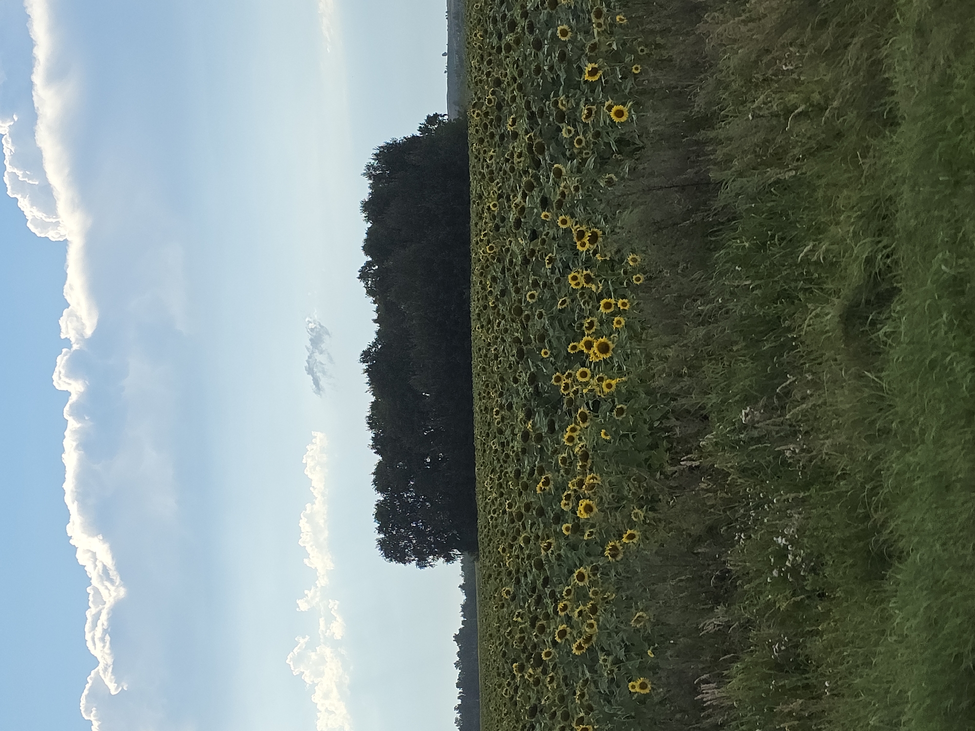 A wide, low-angle, eye-level shot captures a vast field of sunflowers stretching to the horizon under a partly cloudy blue sky. In the foreground, tall green grass and some lighter-colored wildflowers are visible, obscuring the base of the sunflowers. The middle ground is dominated by a dense field of sunflowers, with their yellow petals and brown centers facing outwards. Behind the sunflowers, a thick line of dark green trees forms a forest. Further in the distance, more trees can be seen on a slight rise, and the sky is filled with fluffy white clouds against a pale blue background. The overall impression is a rural, natural landscape. The scene appears to be in or around Nagorny, Russia, a location known for its agricultural landscapes and natural beauty.