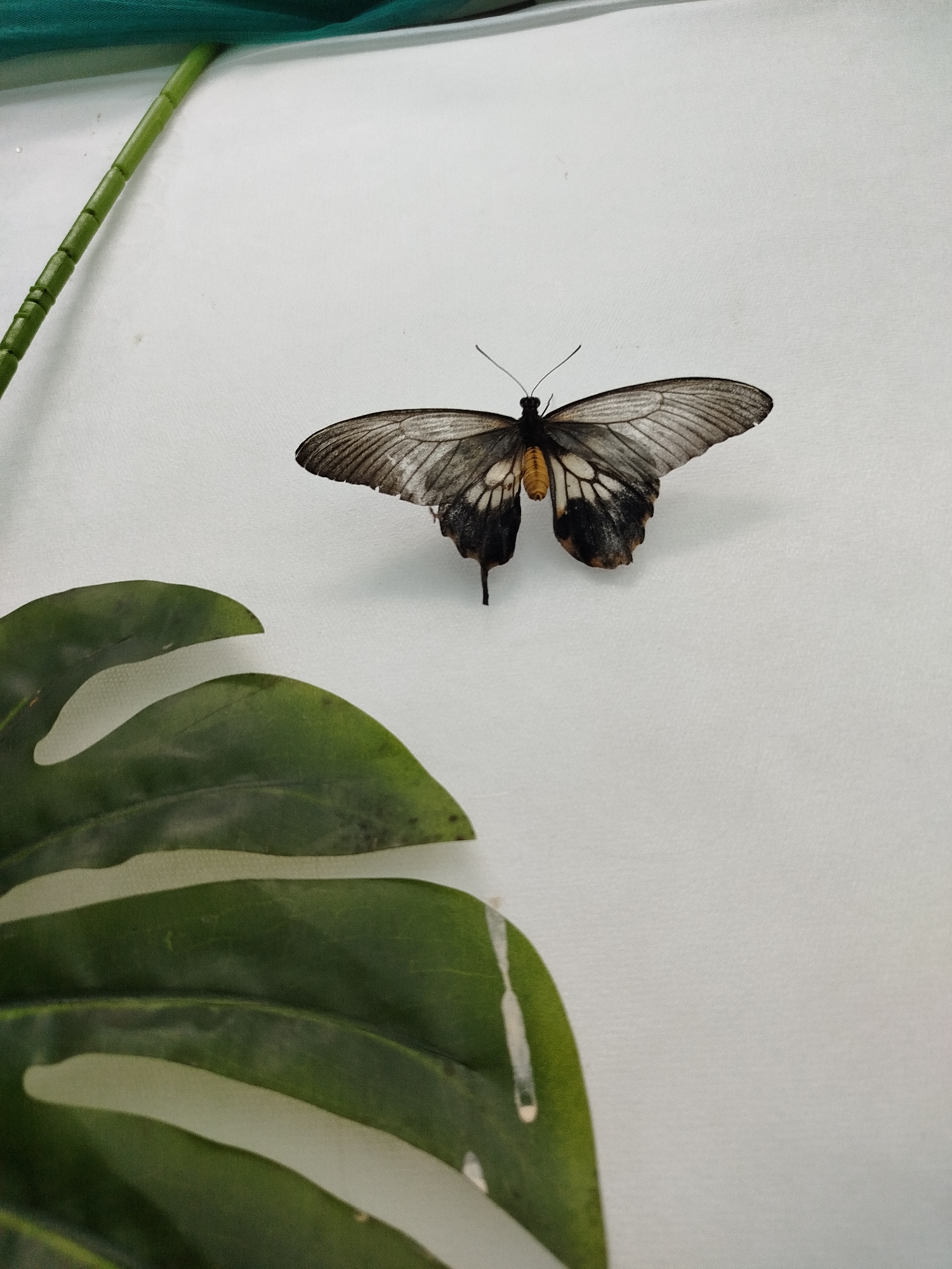 A dead butterfly is positioned on a white background, facing left with its wings spread. The butterfly's wings are predominantly grey with black markings and some white spots. There is a small orange patch on its abdomen. In the lower left corner of the image, a portion of a large, green leaf is visible, with a stem-like object extending from the top left corner, also green. The background is a plain white surface. There are no people or any indication of a specific location in Tyumen, Russia.