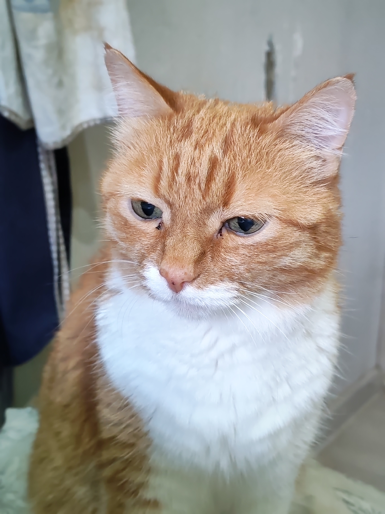 A ginger and white cat is sitting indoors, possibly in a home, with its upper body and head filling the frame. The cat's fur is predominantly orange with white markings on its chest and muzzle. Its eyes are partially closed, giving it a sleepy or thoughtful expression. A small dark spot is visible near its left eye, which could be a flea or a speck of dirt. The background appears to be a wall with some hanging fabric or clothing to the left. The lighting suggests it is daytime. The image does not contain any information that would allow for its location to be determined, including the city of Chaikovsky, Russia.