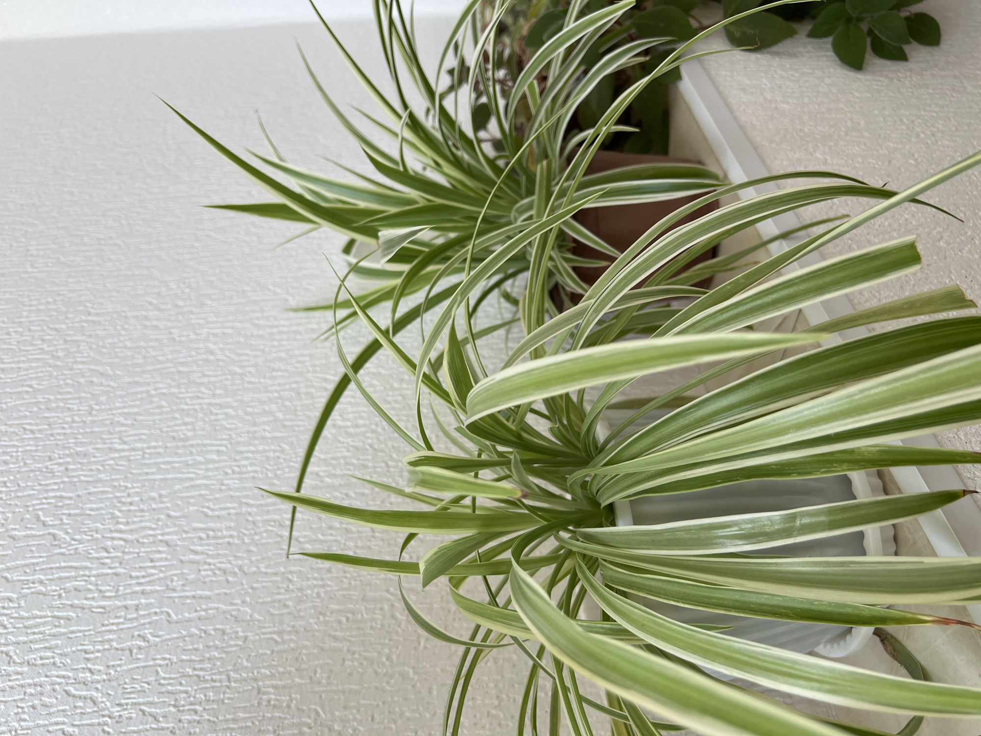 The image shows two spider plants on a white shelf in front of a textured white wall. The plant on the left is in a light gray pot and the plant on the right is in a brown pot. Both plants have long, arching leaves with green and white stripes. The lighting is bright, suggesting it might be daytime. The background is a plain white textured wall, typical of interior spaces. There is no indication of the city of Marneuli, Georgia or any specific location. The scene is static and focuses on the two plants.