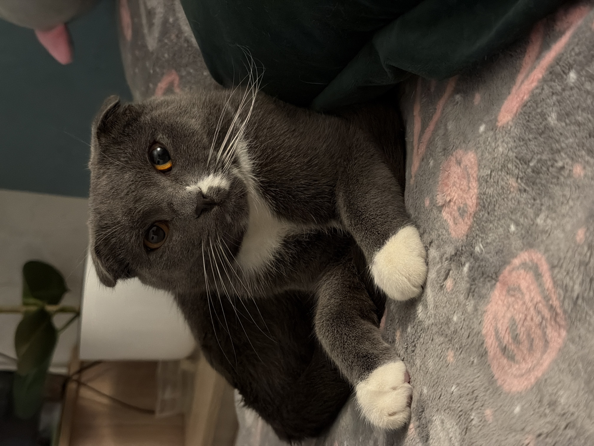 A grey Scottish Fold cat with amber eyes, a white bib, and white paws lies on a grey blanket with pink patterns. The cat is partially obscured by a dark green object. The location is potentially Chaikovsky, Russia, based on the prompt.