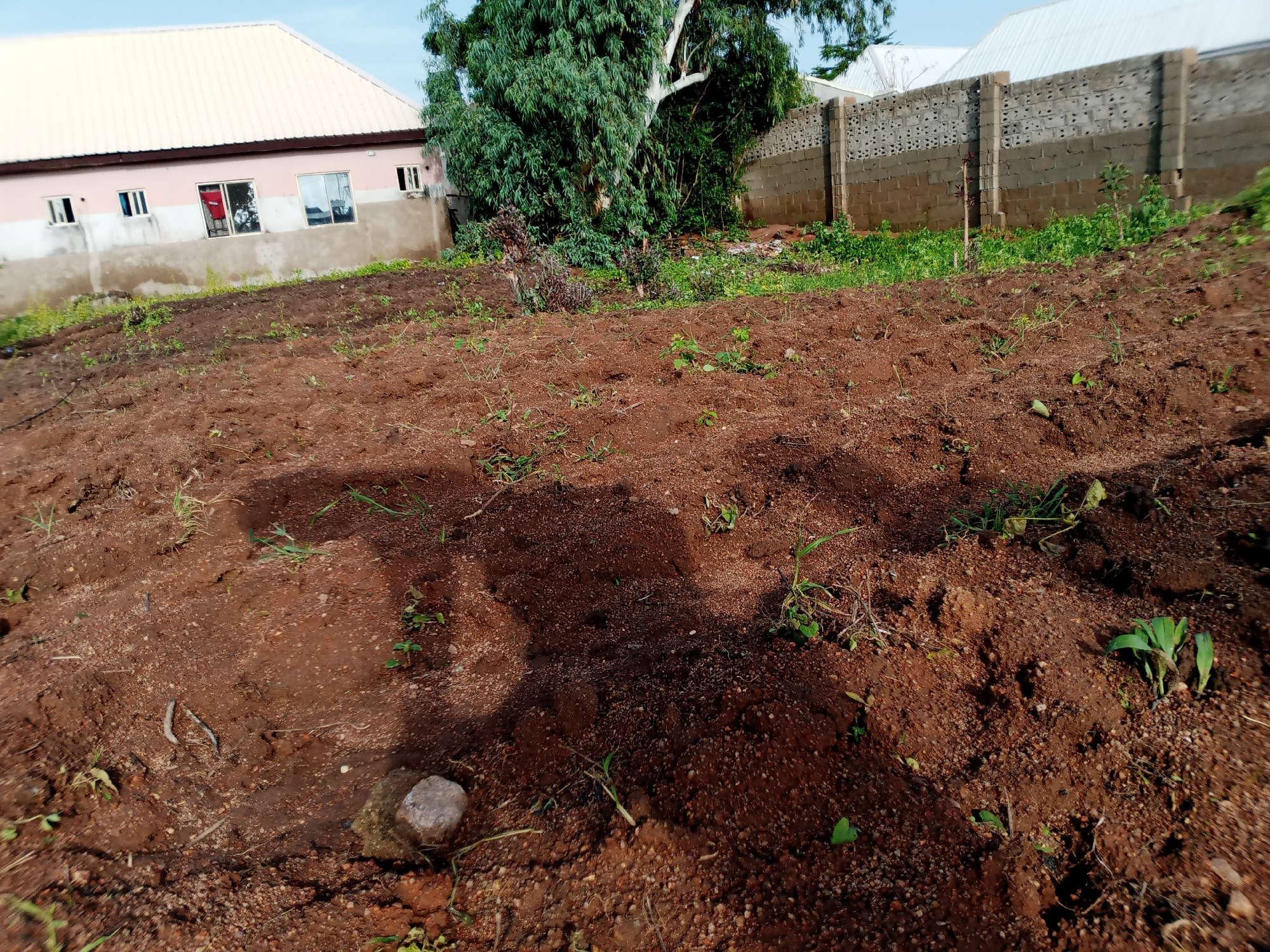 The image depicts an outdoor scene in Jauro Yinu, Nigeria. In the foreground, a patch of tilled, reddish-brown earth is visible, with sparse green vegetation and some small stones scattered across its surface. A large grey stone is prominent on the lower left side. In the middle ground, the earth appears disturbed, with shadows suggesting the presence of a person or object casting them. Further back, a building with a pale pink facade and a light-colored, sloped roof is situated. This building has several windows, some with reflections, and a portion of a red curtain is visible through one of them. A dark green tree with a thick trunk and dense foliage stands to the right of the building. Beyond the tree and building, a wall constructed of concrete blocks with decorative patterns runs horizontally across the frame. The sky above is a light blue.
