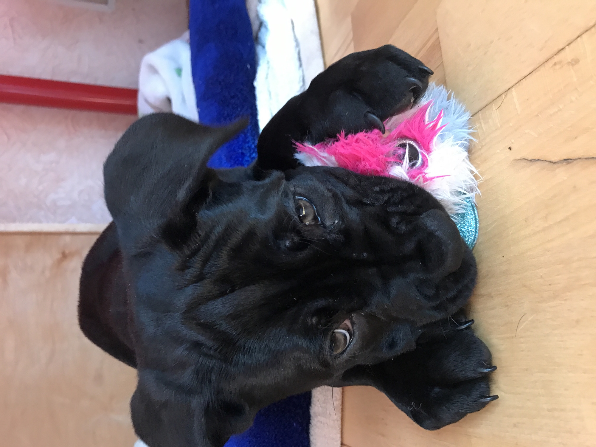A black dog lies on a light brown wooden surface. The dog's head is tilted slightly to the left, with its eyes open and looking upward. A colorful plush toy, featuring pink and white faux fur, lies under the dog's head. Behind the dog, a blue and white towel is visible, along with a red and white object. The location is indoors, possibly a house or room.