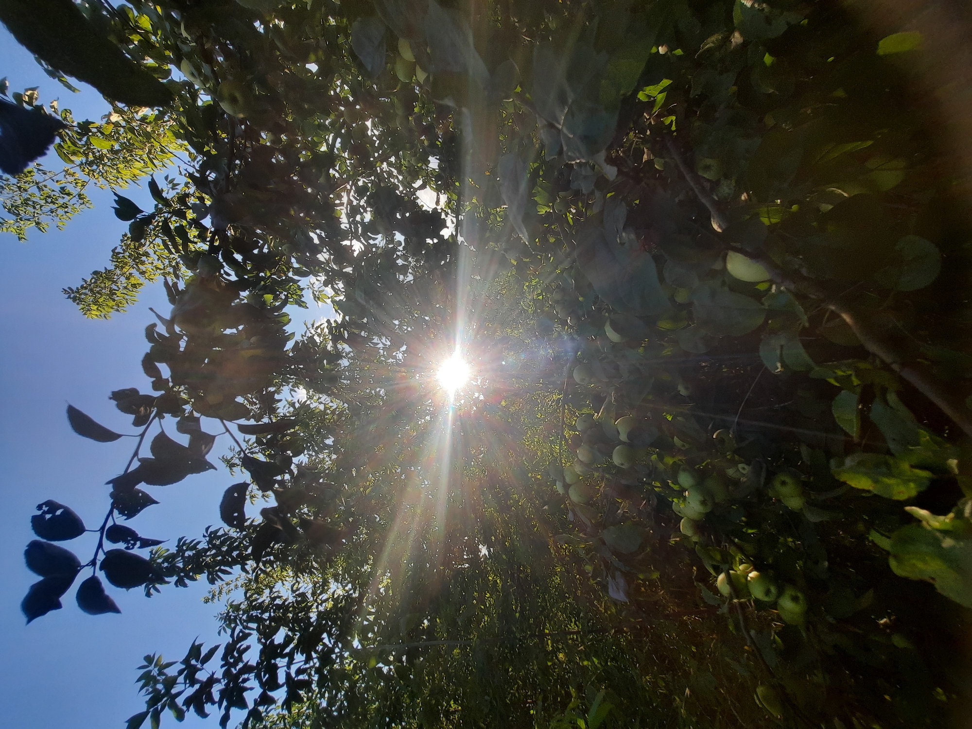 This image depicts an upward-facing view through the branches of an apple tree under a bright sun. The sun is positioned towards the center of the frame, creating a strong lens flare with numerous rays emanating outwards. Green apples are visible on the branches in the lower portion of the image. The surrounding foliage is lush and green. The sky is a clear blue. The scene appears to be outdoors in a natural setting, possibly an orchard. There are no people or animals present in the image. This image does not provide any specific information that would allow for its location to be identified as being in the city of Шклоў, Belarus.
