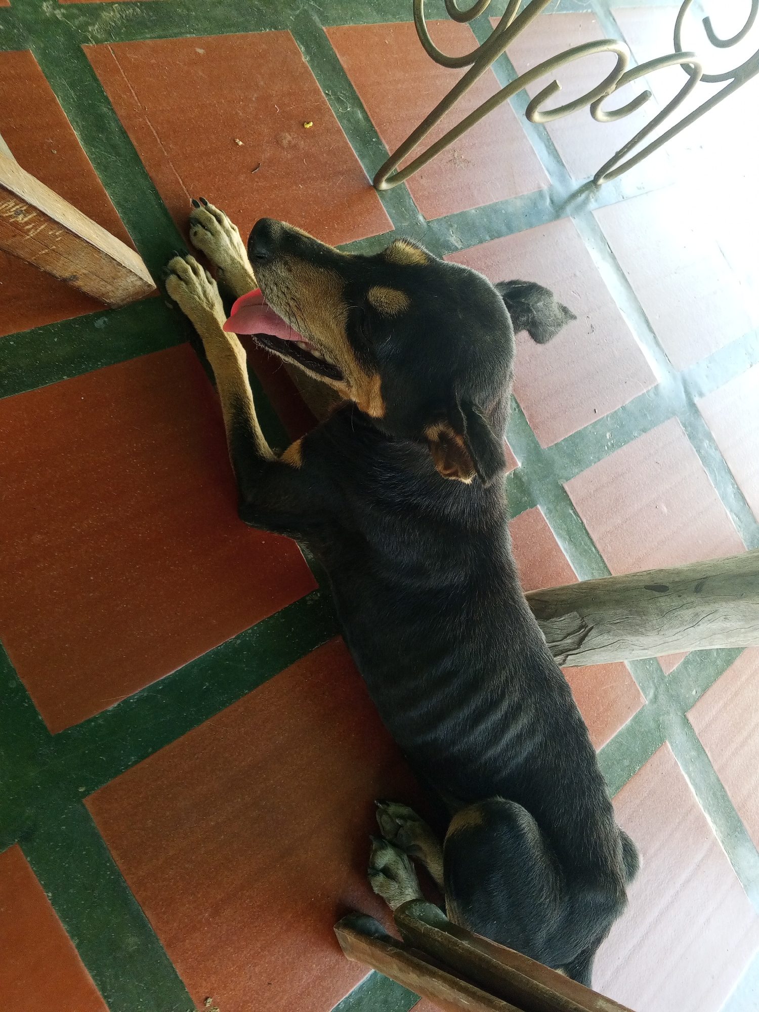 A black and tan dog is lying on a tiled floor. The floor tiles are alternating squares of brown and light tan, separated by a green border. The dog is lying on its back with its front legs extended upwards, paws flexed, tongue hanging out of its mouth. A wooden leg of a chair or table is visible near its front paws. The legs of a wrought iron chair or table are visible in the upper right corner. A piece of wood is on the right side of the dog. Location is indicated as Los Leoncitos, Venezuela.