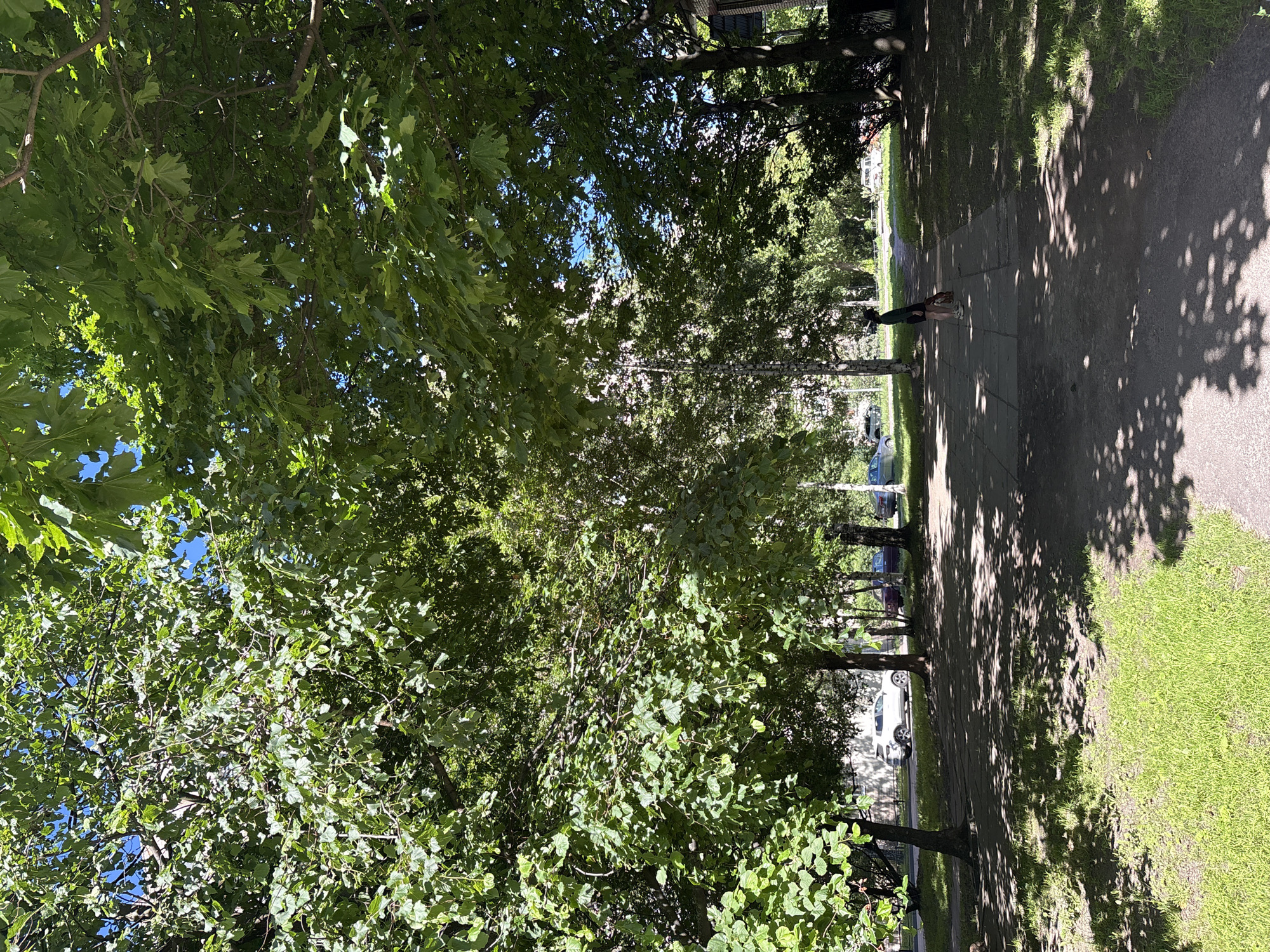 A vertical, medium shot depicts a tree-lined residential street on a sunny day in St. Petersburg, Russia. The foreground is dominated by a dappled pathway and a patch of green grass, both cast in the shade of lush green trees that arch overhead. To the left, a white SUV is parked on the street adjacent to a light-colored building. In the middle ground, a lone figure, appearing to be a young person wearing a dark top and shorts, stands on the pathway, facing away from the viewer and looking towards the street. Further down the street, several other vehicles are visible, and more trees line the opposite side. The sky is a clear blue, peeking through the dense foliage.