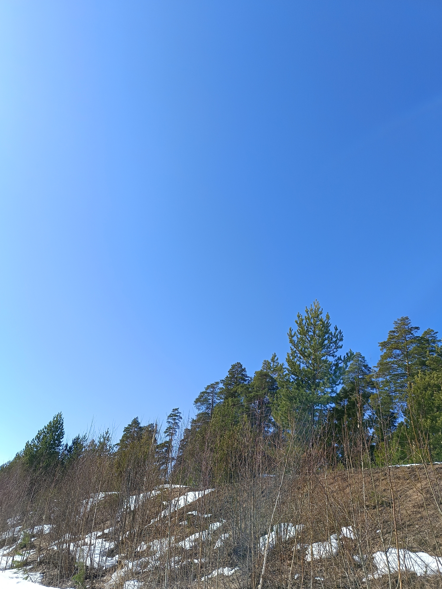 The image depicts a forest landscape, possibly in the vicinity of Chaikovsky, Russia. The foreground features a slope covered with melting snow, dried grasses, and bare bushes. Above the slope rises a row of evergreen trees, predominantly pines, against a clear blue sky. No people or animals are visible. The scene suggests a late winter or early spring environment.