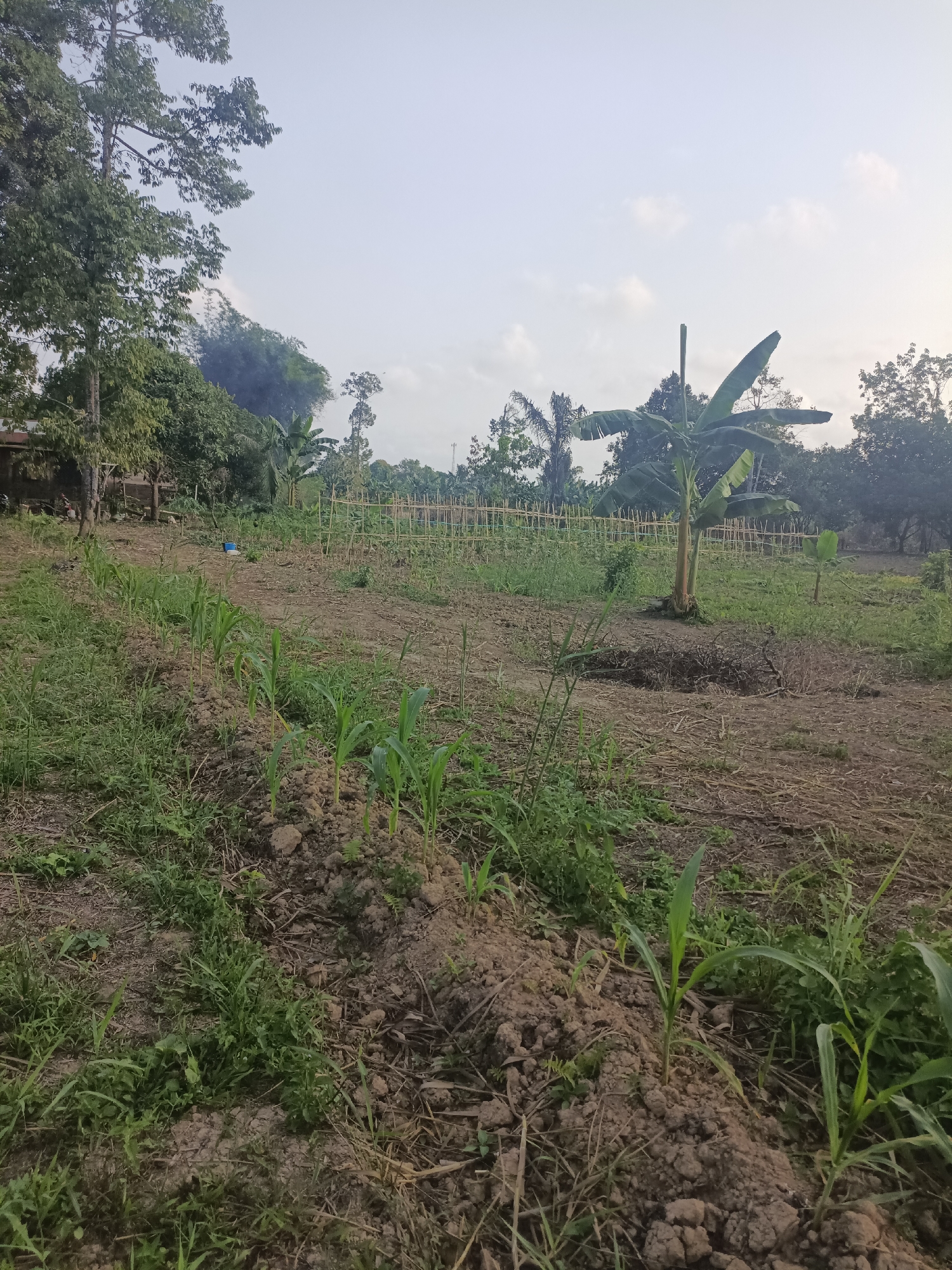 This is a medium-shot, eye-level photograph taken outdoors in a rural area, likely Sangatta, Indonesia. The image depicts a field with young corn plants growing in neat rows. The soil is dark and appears tilled, with some dry grass and other vegetation scattered around. In the background, there is a banana tree, a bamboo fence, and various other trees and foliage, suggesting a tropical environment. The sky is overcast with some light clouds. The scene appears peaceful and suggests agricultural activity. There are no people or animals visible in the frame.