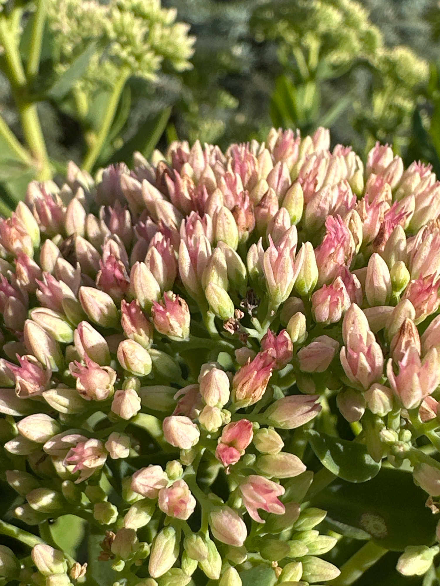 The image is a close-up, slightly blurred photograph of a cluster of pink and green flower buds. The buds are tightly packed together, forming a rounded shape. Some of the buds are beginning to open, revealing delicate pink petals. The background is out of focus and appears to be a garden setting with green foliage. There are no people, animals, or specific landmarks visible in the image. The lighting suggests it is daytime, with sunlight casting subtle shadows. The image does not provide any specific visual cues to pinpoint a location within Blizhnii Khutor, Moldova.