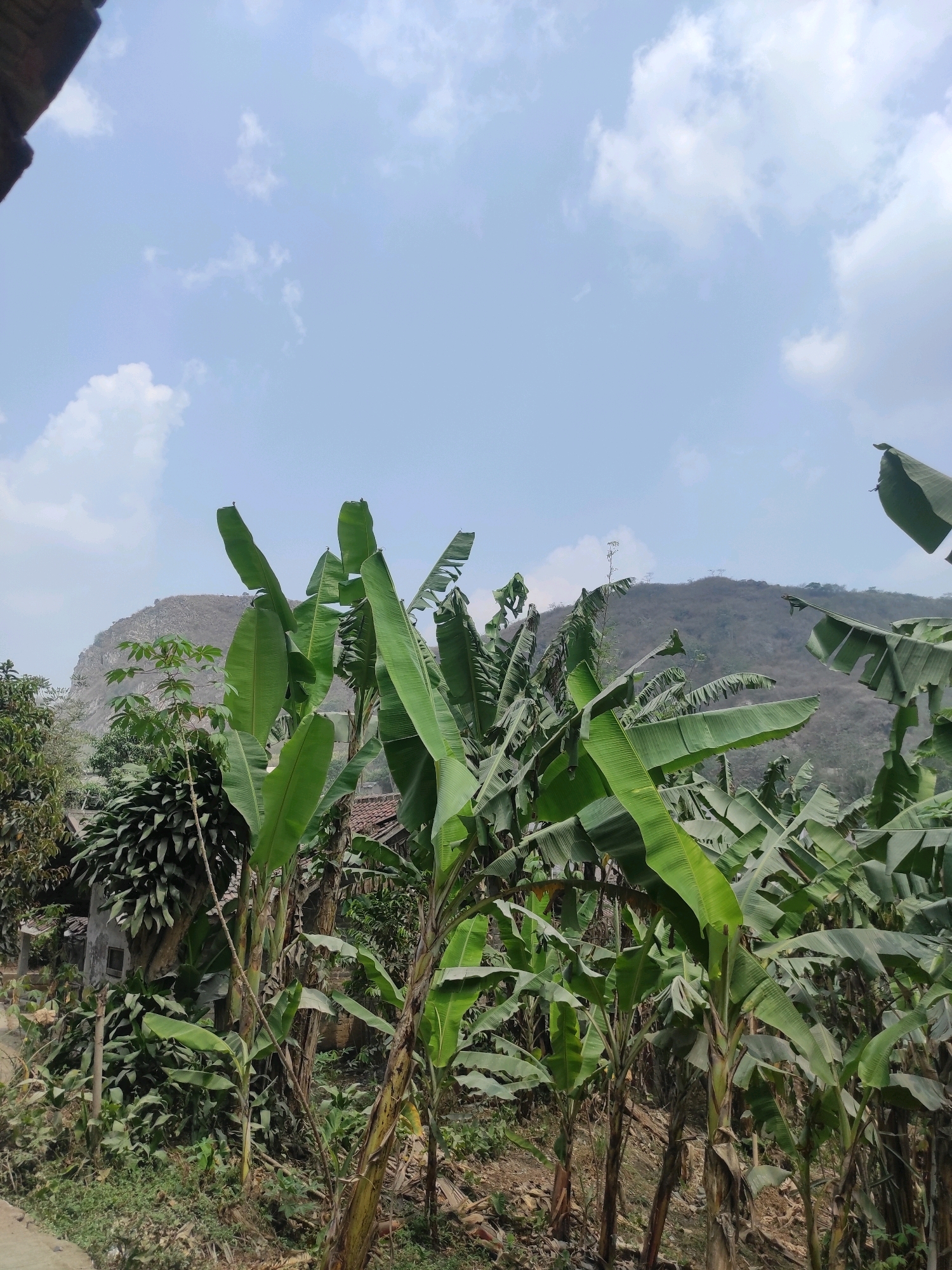 The image captures a lush, tropical landscape in Gunungmasigit, Indonesia. In the foreground, a dense cluster of banana trees dominates the scene, their large, vibrant green leaves reaching towards the sky. The trees are of varying heights, some appearing mature with thick, fibrous stalks, while others are younger and slimmer. The ground beneath the banana trees is covered in dry leaves and scattered debris, indicating a natural, somewhat uncultivated environment.
To the left of the banana trees, a small, dilapidated building with a muted brown roof is partially visible, nestled amongst dense foliage. The building appears to be made of concrete and possibly some wooden elements. A narrow dirt path or road curves gently along the left edge of the frame, suggesting a rural or semi-rural setting.
In the mid-ground, the landscape rises towards a rugged, rocky mountain. The mountain is largely barren, with sparse vegetation clinging to its slopes, giving it a weathered and imposing appearance. The sky above is a pale blue, dotted with fluffy white clouds, suggesting a clear but perhaps hazy day. The overall impression is one of natural beauty and a simple, rural way of life. There are no people or animals visible in the frame.