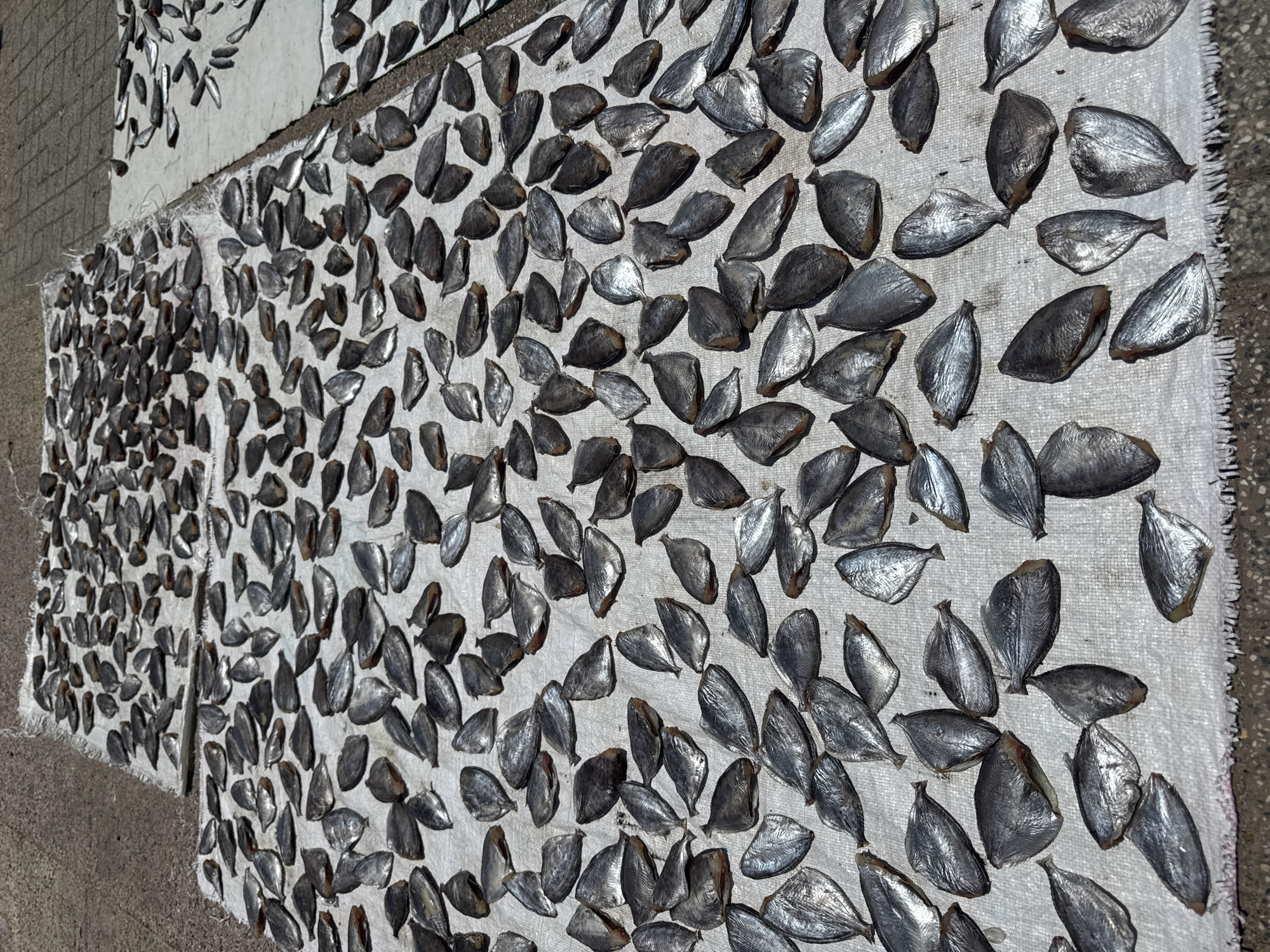 The image shows a large quantity of small, silver-scaled fish laid out to dry on white tarpaulins. The tarpaulins are spread on a paved surface, possibly a street or outdoor market. The fish are arranged in rows and appear to be whole, though some may have been split. The scene suggests an outdoor drying process for preserved food. There are no people visible in the image.