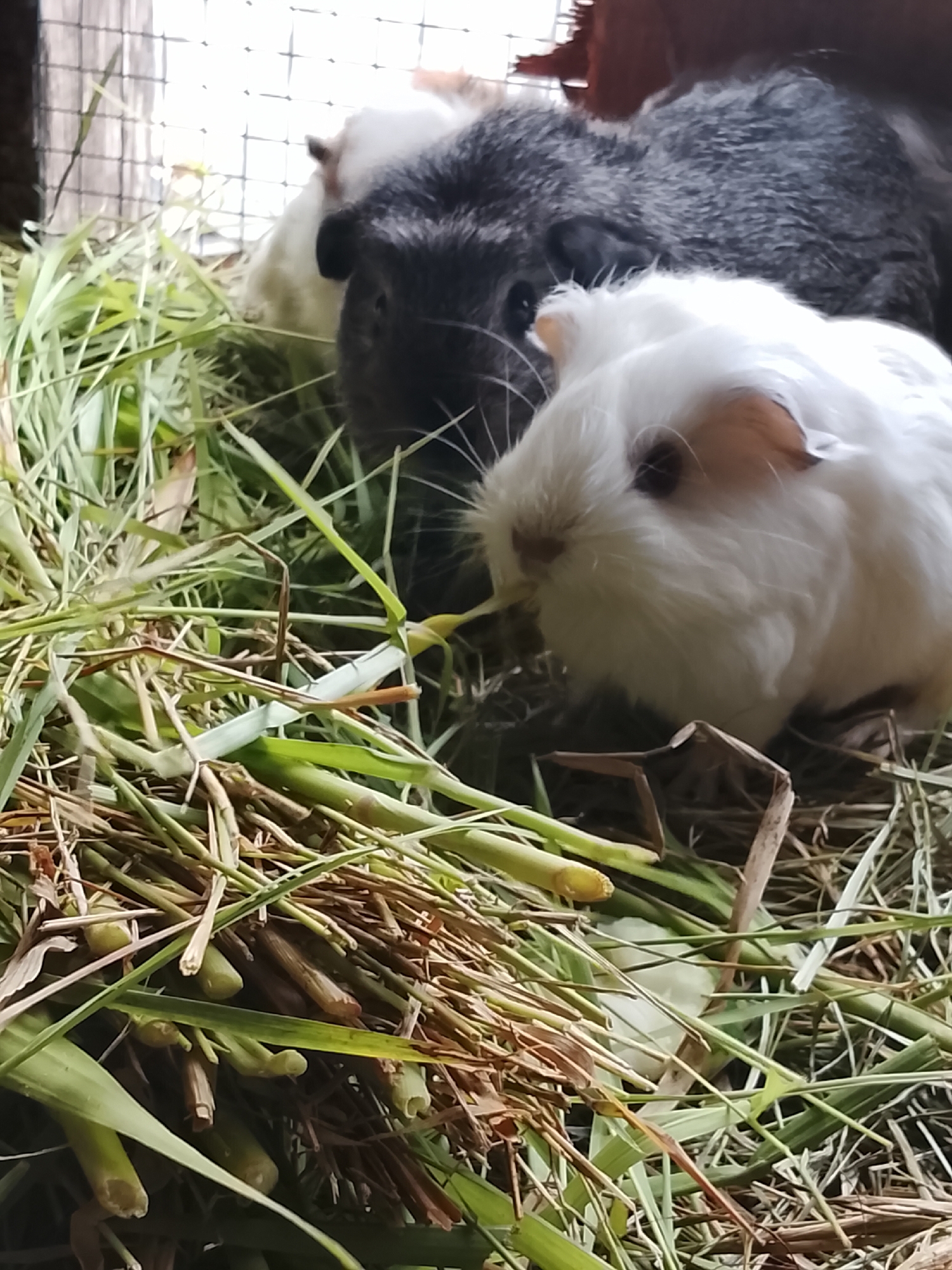 In Blang Cut, Indonesia, a cage contains three guinea pigs. A dark grey guinea pig is visible in the background, partially obscured by a white guinea pig in the foreground. The white guinea pig is looking towards the left and appears to be eating grass. The cage is filled with hay and green grass, creating a naturalistic environment. The lighting suggests it is daytime, with natural light filtering into the cage. The scene is captured from a close-up perspective, focusing on the guinea pigs and their immediate surroundings.