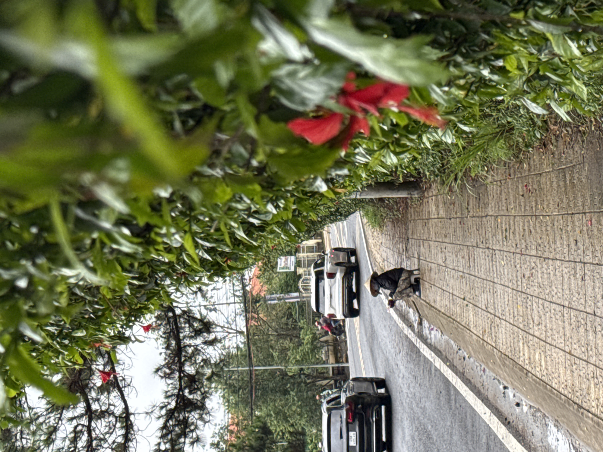 The image captures an outdoor street scene in what appears to be Da Lat, Vietnam, characterized by lush greenery and a slightly damp environment. The perspective is taken from behind a dense foreground of green foliage and red flowers, likely hibiscus, partially obscuring the view.
On the right side of the frame, a textured sidewalk or pathway runs parallel to a wet asphalt road. A person wearing a distinctive conical hat (nón lá) and dark clothing is visible on the sidewalk, bending over next to a low barrier. Their activity is unclear, but they appear to be interacting with something at ground level, possibly setting up a stall or tending to an item.
The road features several vehicles. A white SUV is parked or slowly moving in the middle distance, followed by a black SUV closer to the foreground. Another white vehicle and a scooter with a rider are visible further down the road. The road surface reflects light, suggesting it has recently rained or is still wet.
The background consists of dense trees and foliage, indicative of a hilly or mountainous landscape. Utility poles and power lines are present, along with distant buildings and what look like street signs, though no text is clearly legible on them. The overall impression is one of a busy, yet green and atmospheric street, common in Southeast Asian cities, especially given the presence of the conical hat. The time of day appears to be daytime, possibly overcast.