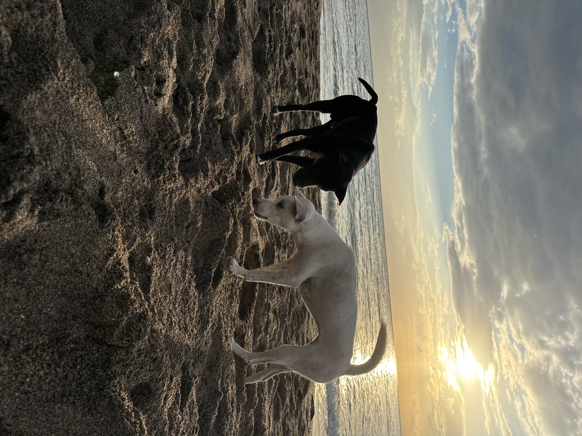 Two dogs, one black and one white, are standing on a sandy beach. The black dog is facing left, with its head down as if sniffing the ground. The white dog is facing right, also with its head down. The ocean is in the background, with waves gently rolling onto the shore. The sun is setting, casting a warm golden light across the scene and reflecting on the water. The sky is filled with clouds, some of which are illuminated by the setting sun. The sand is dark and textured, with small ripples and dunes. The scene appears to be located on a beach in Abang, Indonesia, given the tropical setting and the style of the dogs.