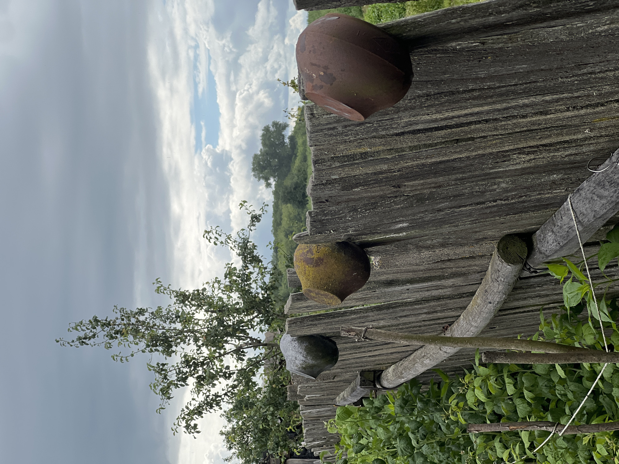 An old, weathered wooden fence stands in a rural setting, likely in the Бучацінскі сельскі Савет, Belarus. Three rustic clay pots are affixed to the fence posts, adding a touch of primitive decoration. The leftmost pot is dark gray, the middle pot is moss-covered and greenish-brown, and the rightmost pot is a rusty reddish-brown. Behind the fence, lush green foliage, possibly raspberry bushes, thrives. In the background, a mature tree with sparse leaves stands tall against a dramatic sky filled with heavy, gray clouds interspersed with patches of bright blue. The overall impression is one of rustic simplicity and the passage of time. There are no people or animals visible in the image.