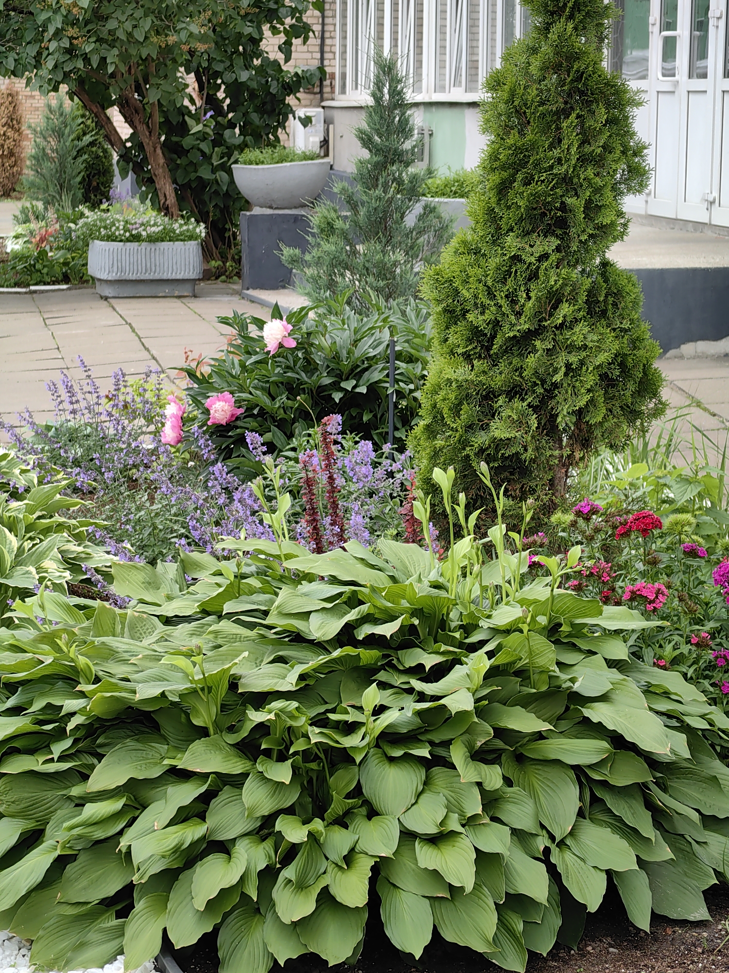 The image depicts a well-maintained flower bed in front of a building, likely in an urban setting such as Minsk, Belarus, given the architectural style and plantings. The foreground is dominated by a large, lush hosta plant with broad, variegated green leaves. Behind the hosta, a variety of flowering plants add color and texture. These include spiky purple blooms, possibly lavender or catmint, and delicate pink peonies. Several small, bright pink and red flowers, resembling carnations or dianthus, are also visible towards the right side of the frame. Two evergreen trees, a slender conical one and a wider, pyramidal one, stand behind the flower bed. In the background, a building with white-framed windows and doors is partially visible, suggesting a public space or residential complex. Paving stones form a walkway or patio area in the middle ground. The overall impression is one of a carefully arranged garden designed to enhance the aesthetic appeal of the building. There are no people present in the image.
