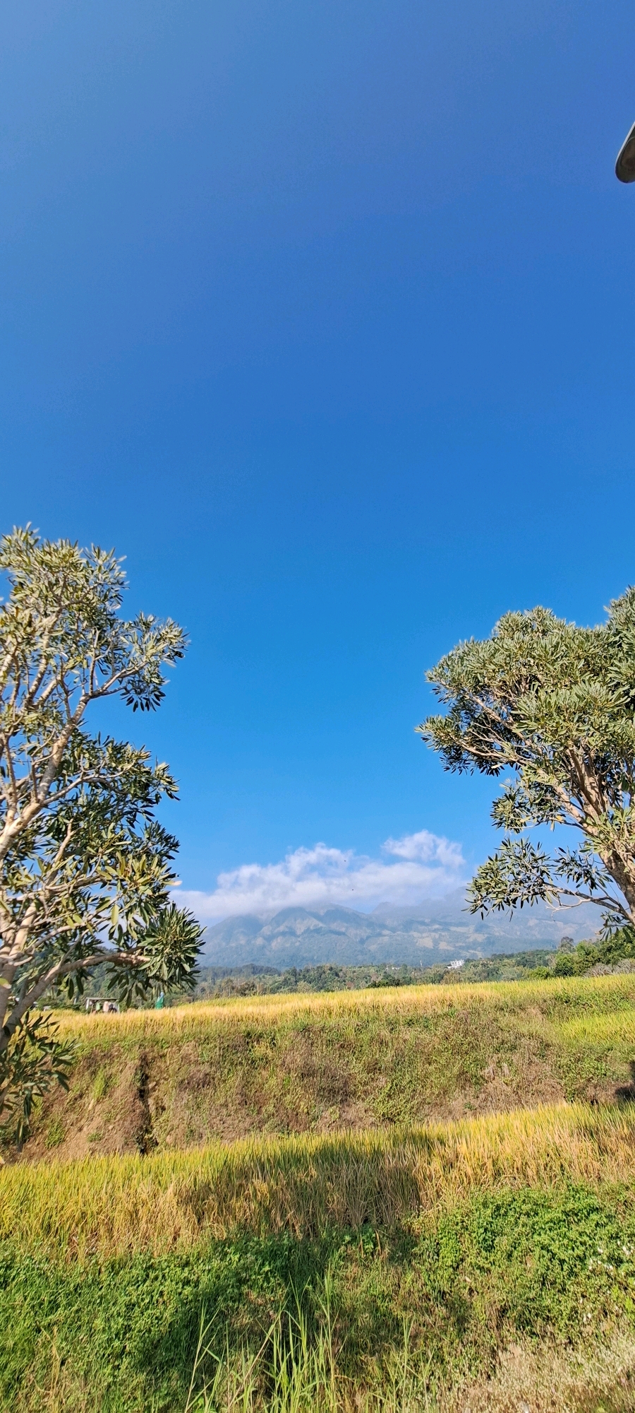 In the city of Ketanireng, Indonesia, a vibrant landscape unfolds under a clear, bright blue sky. Two lush trees frame the scene, their branches reaching towards the heavens. Their leaves, a mix of green and gold, suggest the changing seasons or perhaps the golden hue of ripe crops.
The middle ground is dominated by terraced fields, their surfaces a tapestry of yellow and green. This suggests a bountiful harvest, likely rice paddies, in their prime. The terraced structure hints at the agricultural ingenuity of the region, designed to maximize cultivation on sloping terrain.
In the distance, majestic mountains rise, their peaks partially shrouded in soft, white clouds. The hazy appearance of the mountains indicates a considerable distance, adding depth and grandeur to the panoramic view. The presence of a lamppost, visible at the top right, suggests that this scenic vista is accessible and potentially part of a developed area, though the immediate surroundings are undeniably natural. The overall impression is one of serene natural beauty, a harmonious blend of agricultural activity and breathtaking natural formations.