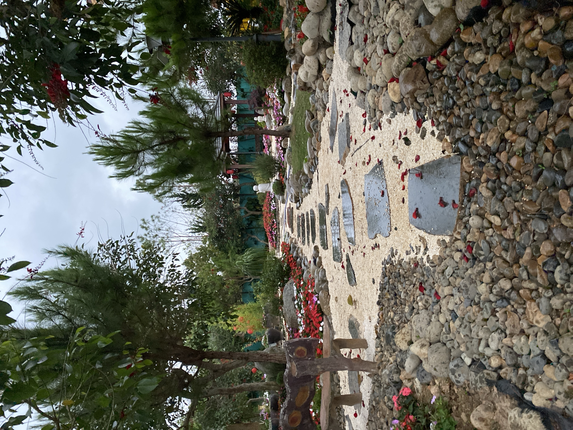 This image presents a serene and lush garden scene in Da Lat, Vietnam, captured under an overcast sky. The central feature is a meandering pathway composed of light-colored pebbles or crushed stone, embedded with irregularly shaped dark grey stepping stones. Numerous red flower petals are scattered across the path and its immediate borders, adding a vibrant touch of color.
The pathway is flanked on one side by a dense collection of various sized river rocks and pebbles. On the opposite side, it borders vibrant flower beds showcasing a rich array of blooming plants, predominantly in shades of red and pink. The garden extends beyond these beds with abundant vegetation, including tall, slender pine trees with characteristic needle-like foliage and other leafy trees that form a verdant canopy. Some vine-like plants with delicate red blossoms or berries hang from overhead branches.
In the mid-ground and background, architectural and decorative elements enhance the garden's charm. A rustic wooden fence or seating element is visible near the path. Further back, glimpse of structures with distinct turquoise accents can be seen, possibly gazebos or pavilions. Several white statues, appearing to be figures, are strategically placed amongst the flowers and foliage. Small red lanterns or decorative ornaments also hang in the more distant trees.
The overall lighting is soft and diffused, characteristic of a cloudy day, creating a tranquil and contemplative atmosphere. There are no people visible in the scene, emphasizing the peaceful nature of the garden. No visible text is present.